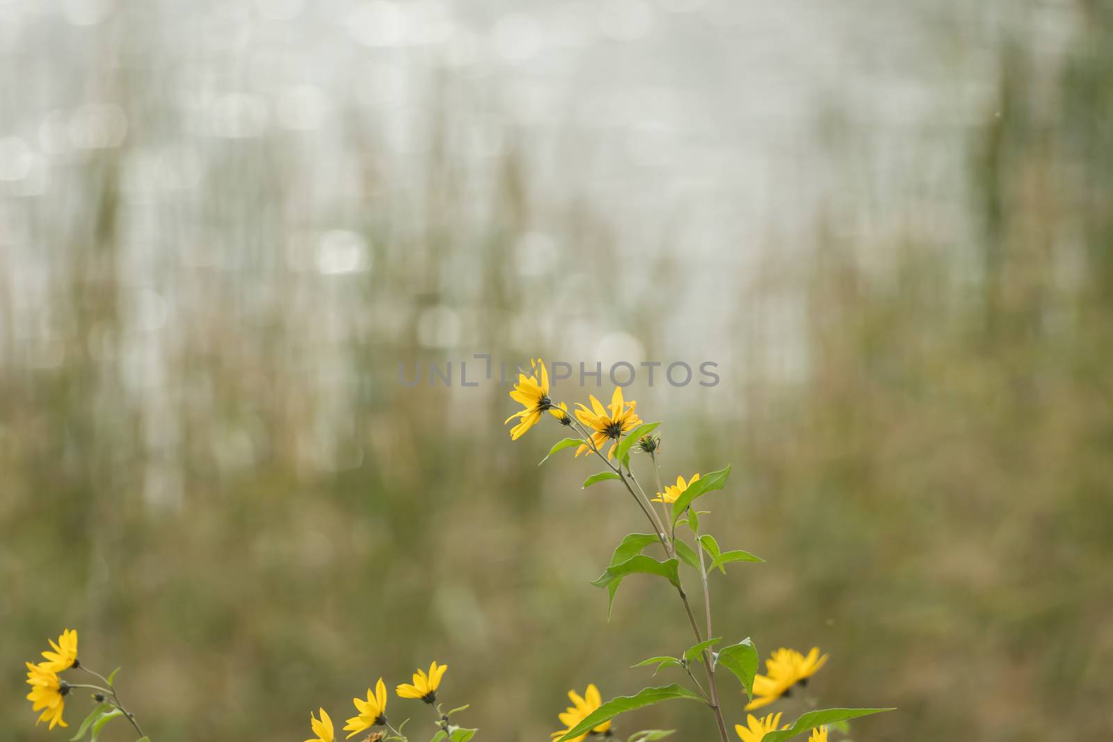 A yellow flower with soft bokeh by sandra_fotodesign
