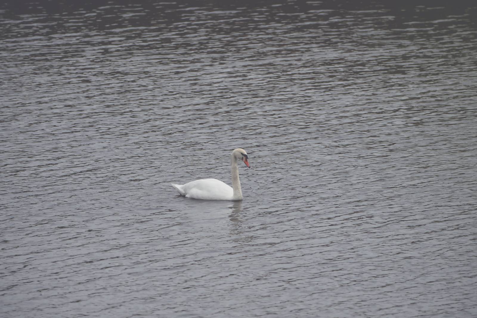 A white swan is swimming on the lake