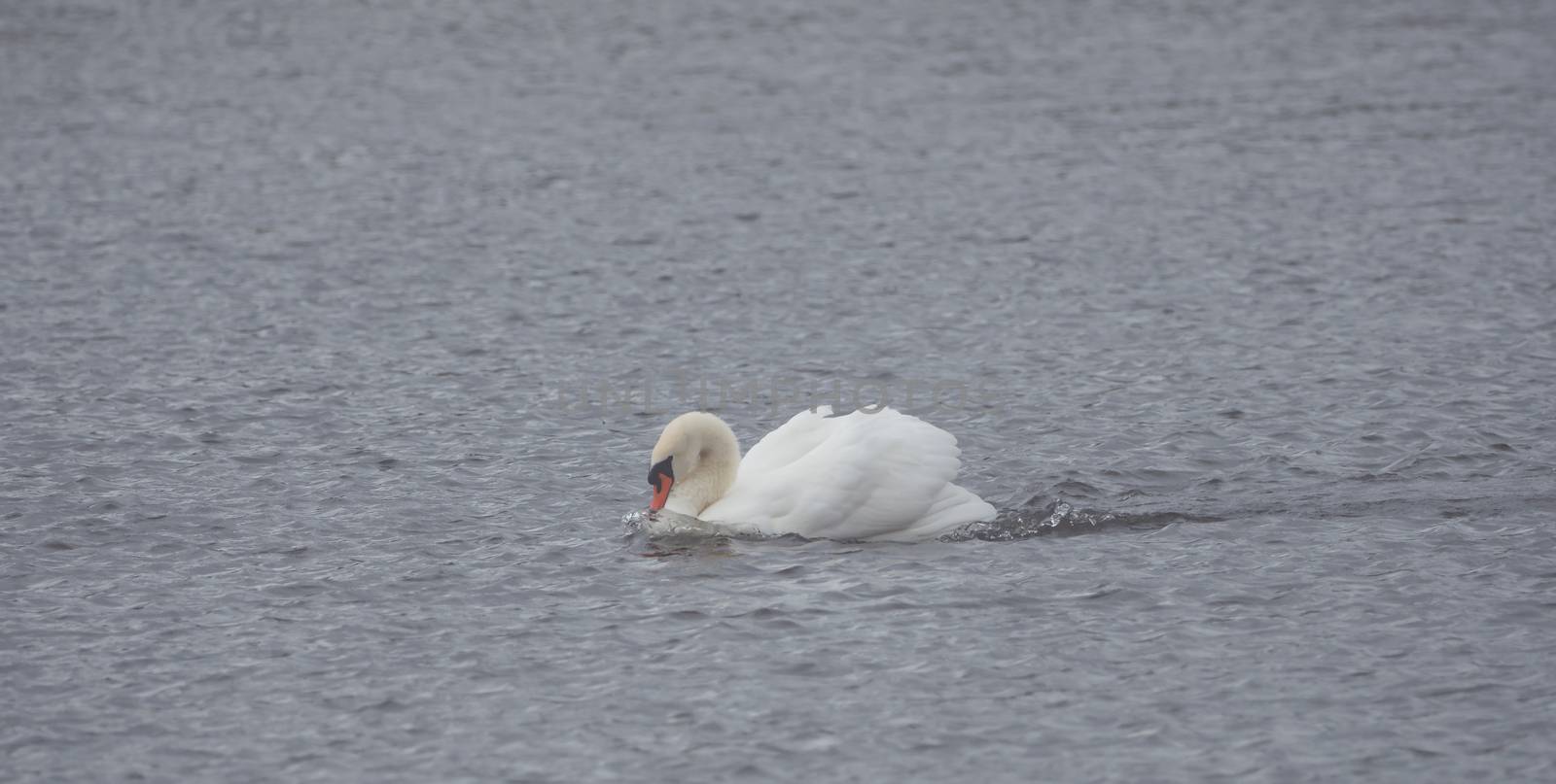 A white swan is swimming on the lake by sandra_fotodesign