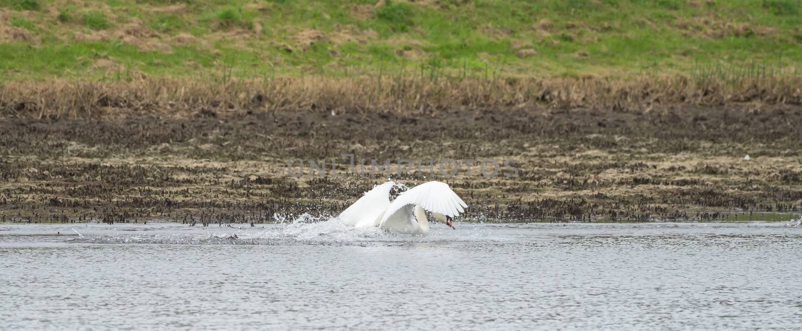 A white swan is swimming on the lake