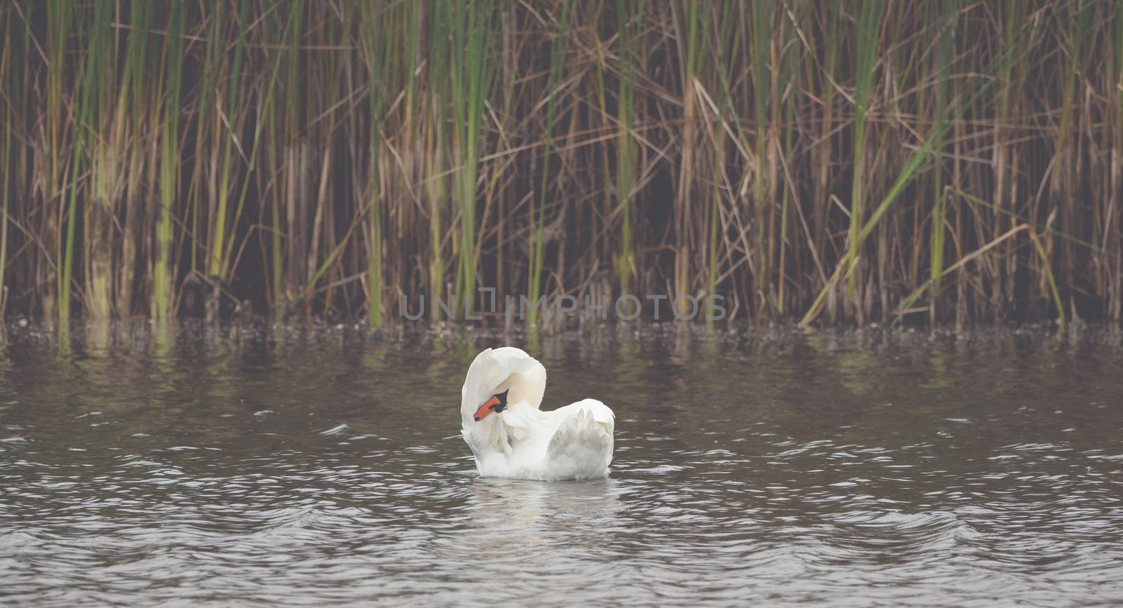 A white swan is swimming on the lake by sandra_fotodesign