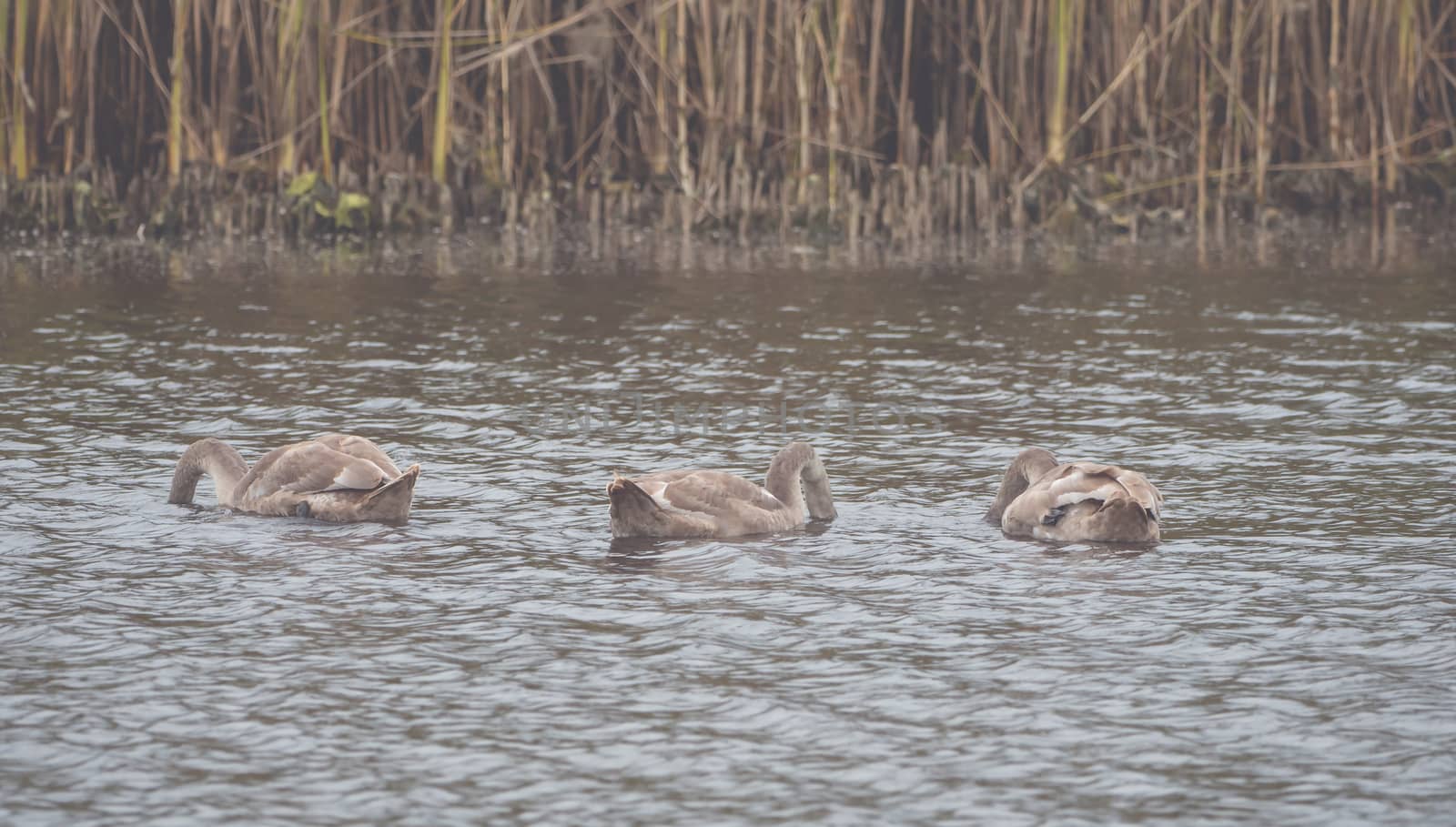 Many beautiful brown swans on the lake