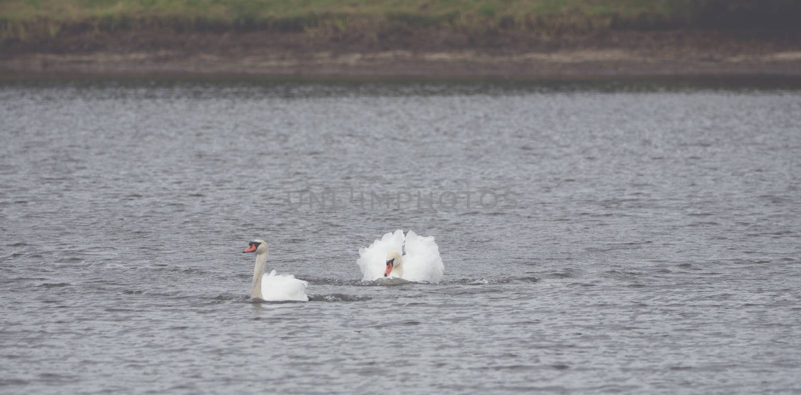 Many beautiful white  swans on the lake