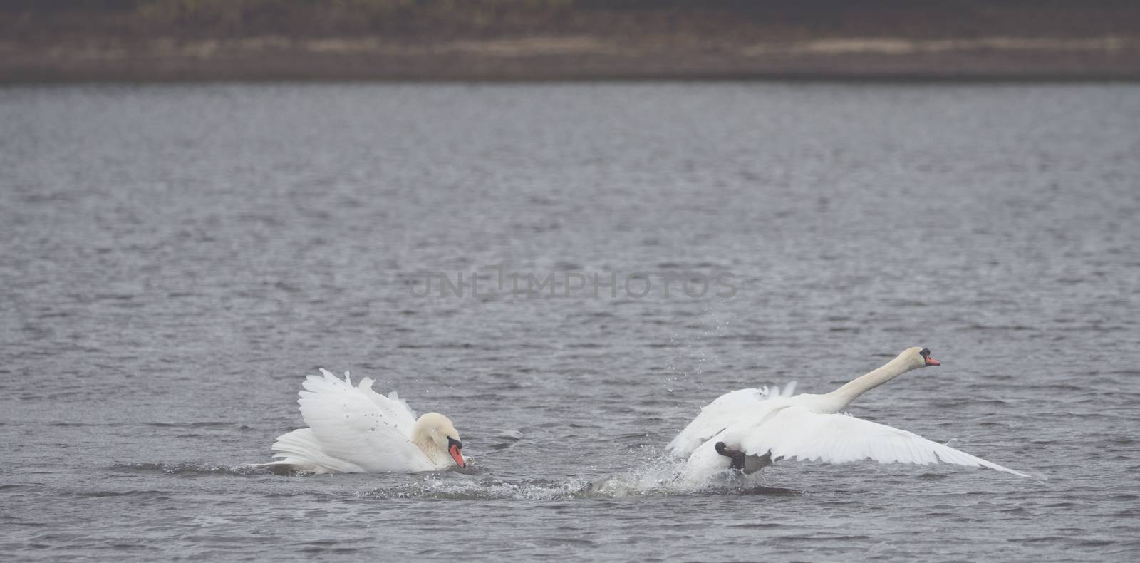 Many beautiful white swans on the lake