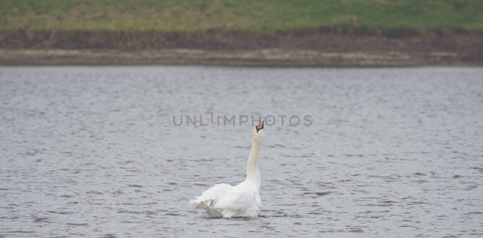 A white swan is swimming on the lake