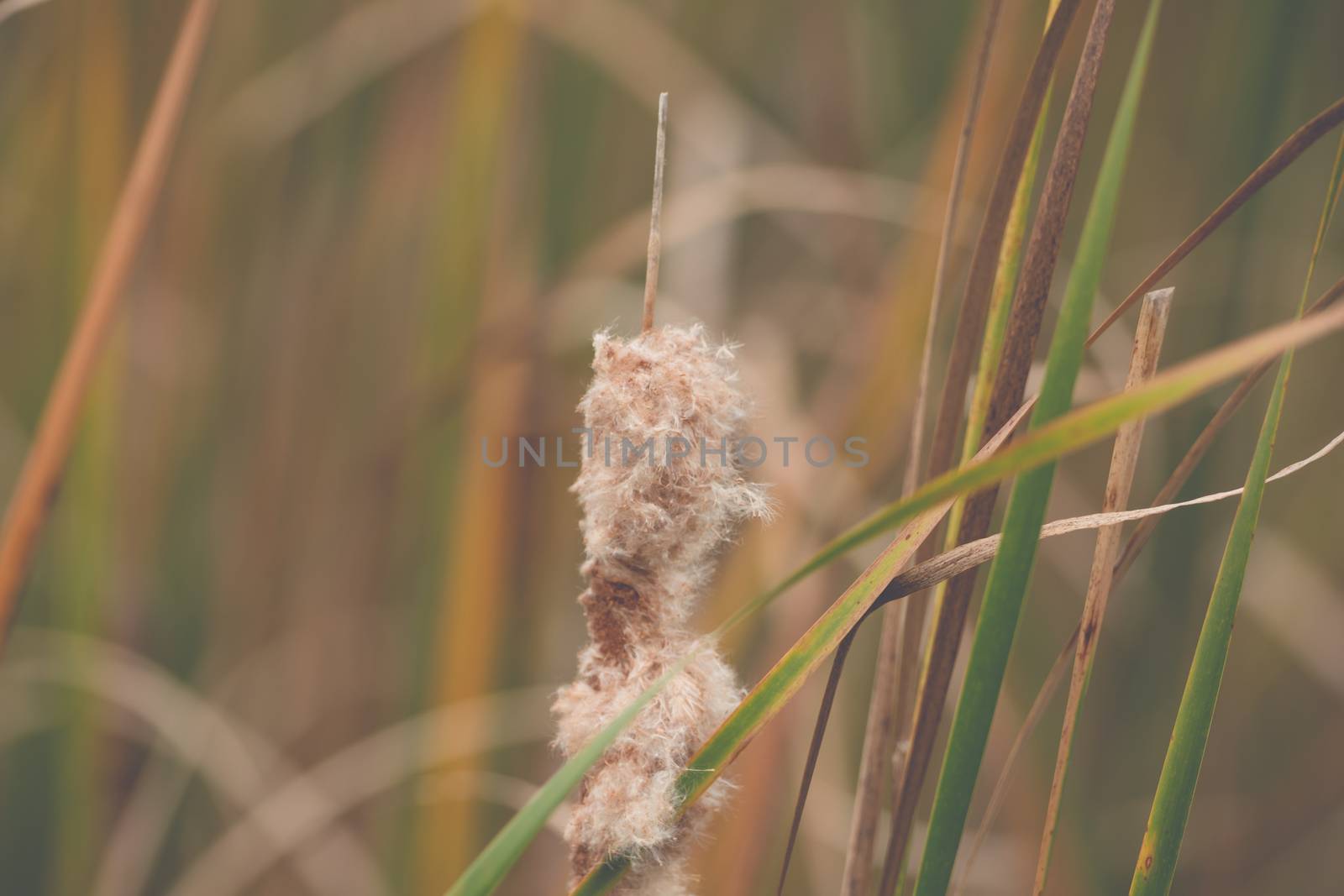 Reed on the river in the wind