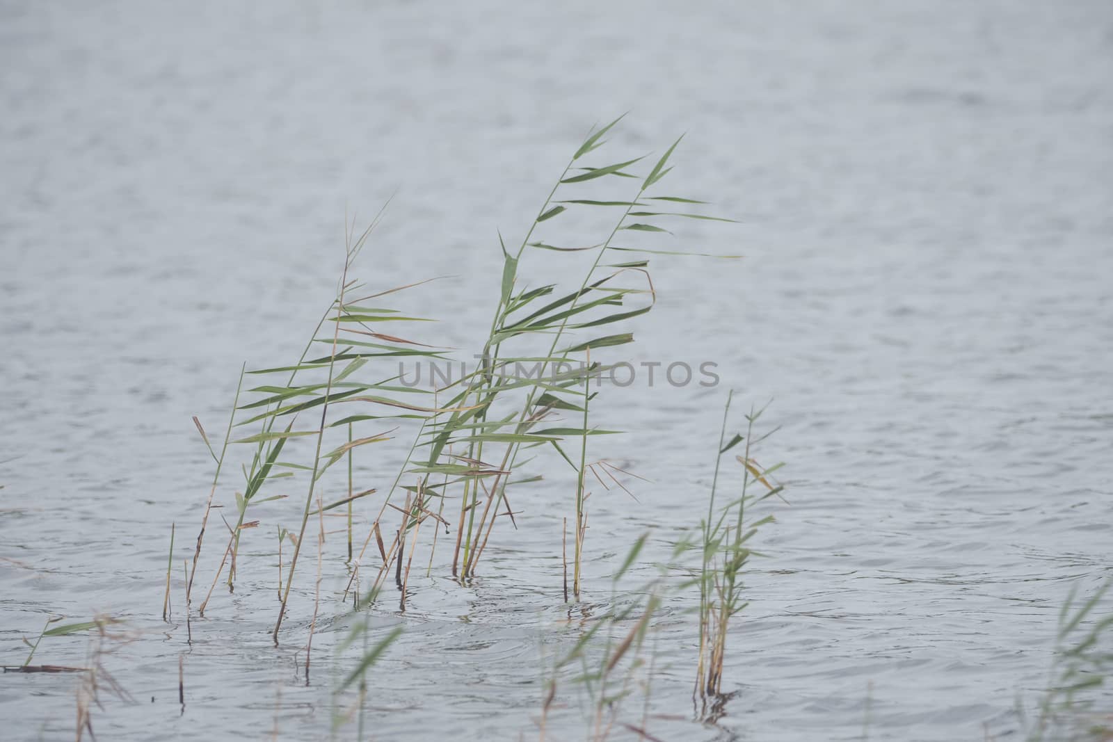 Wild grass on the shore of a lake by sandra_fotodesign