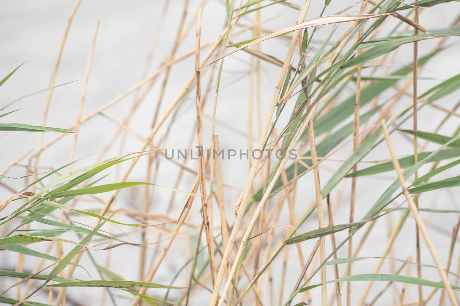 Wild grass on the shore of a lake