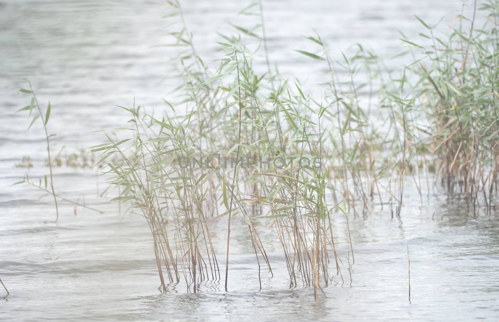 Wild grass, reed on the shore of a lake