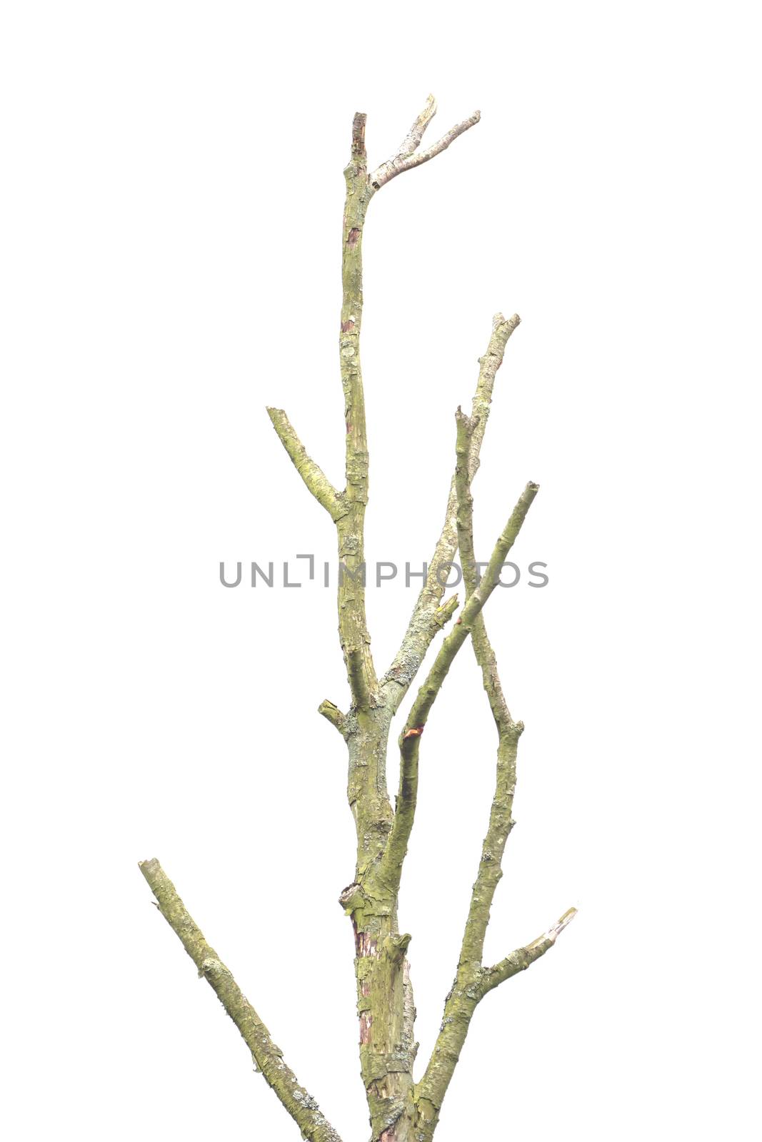 Tree with branches without leaves in front of white background by sandra_fotodesign