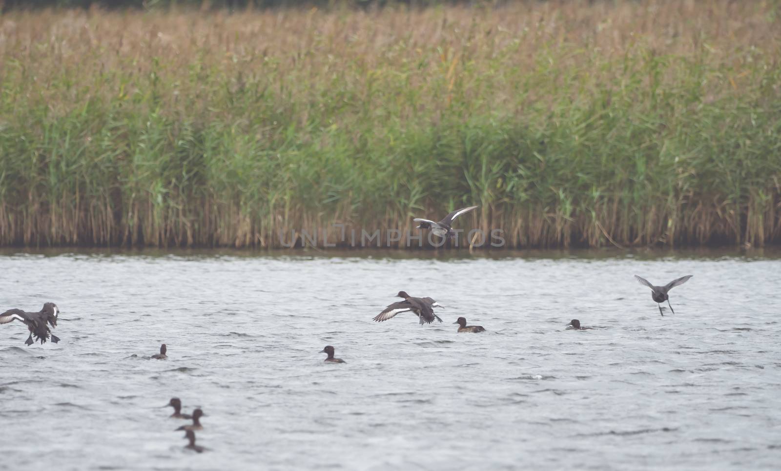 Many ducks swim and fly on the water by sandra_fotodesign