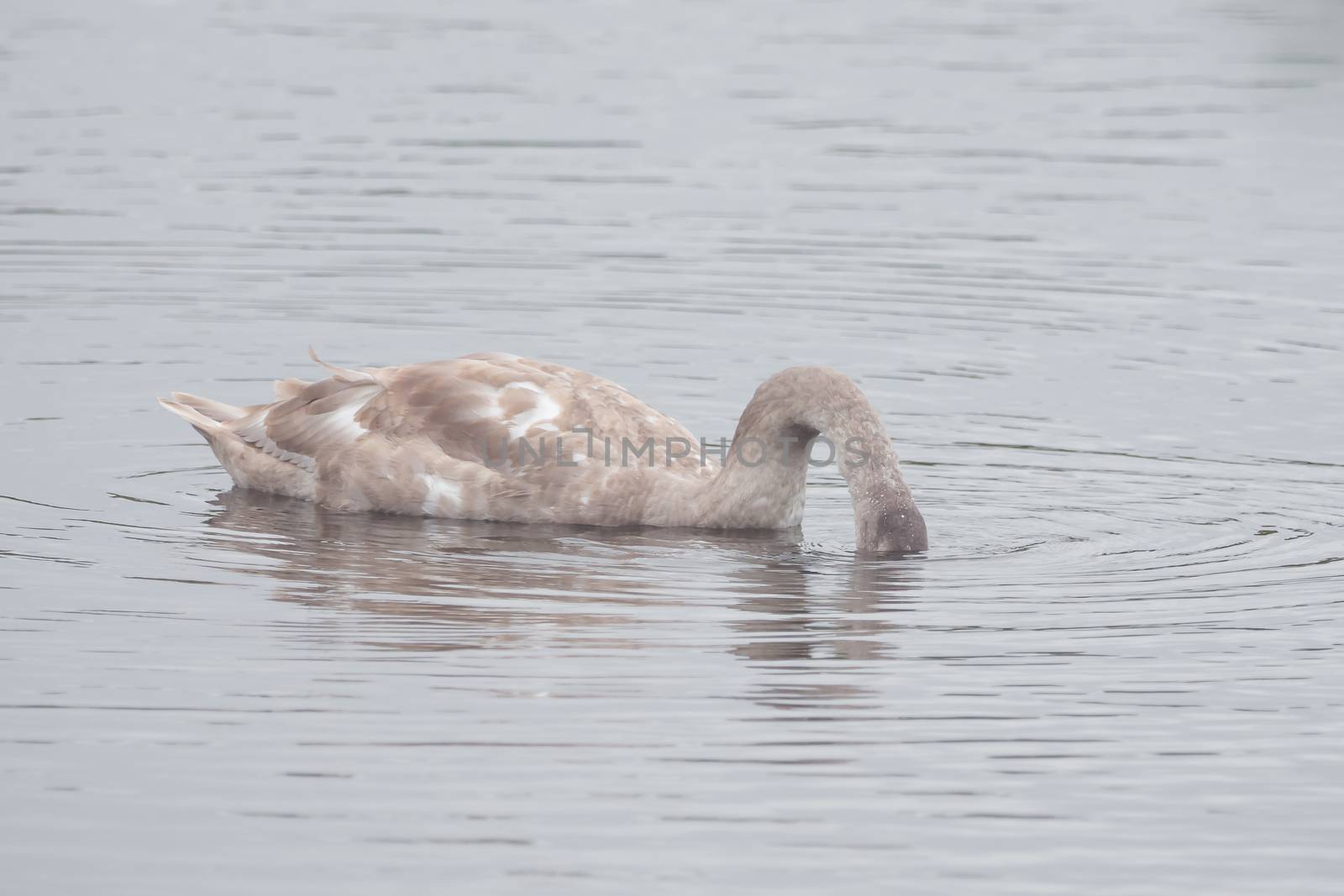 A beautiful swan is swimming on a lake by sandra_fotodesign