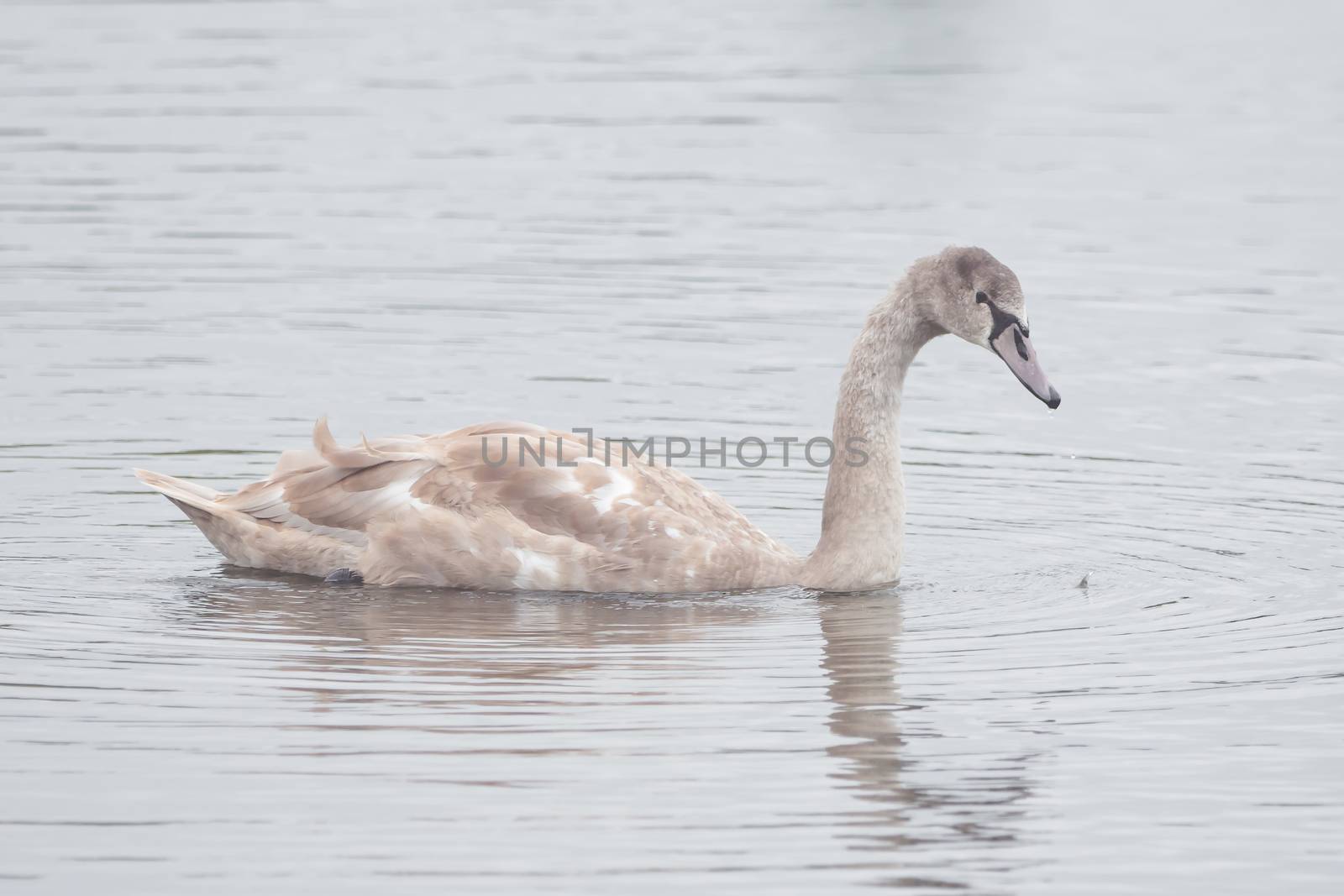 A beautiful swan is swimming on a lake by sandra_fotodesign
