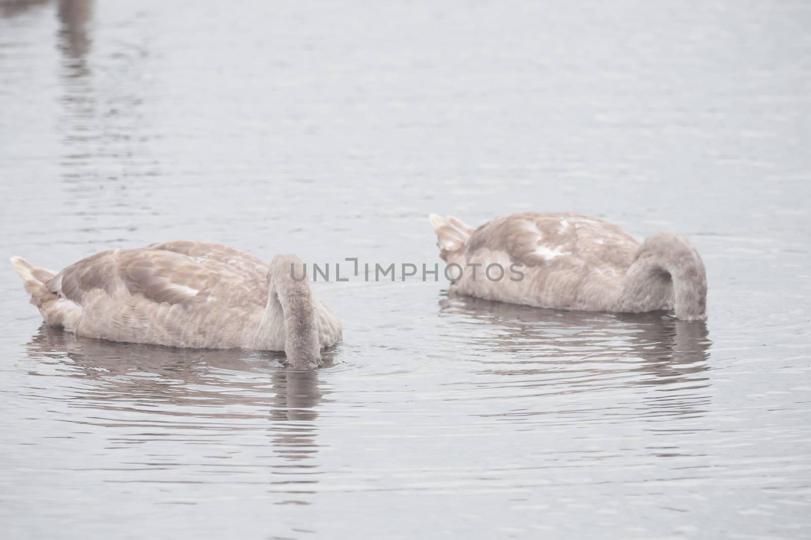Beautiful swans swim outdoors on a lake