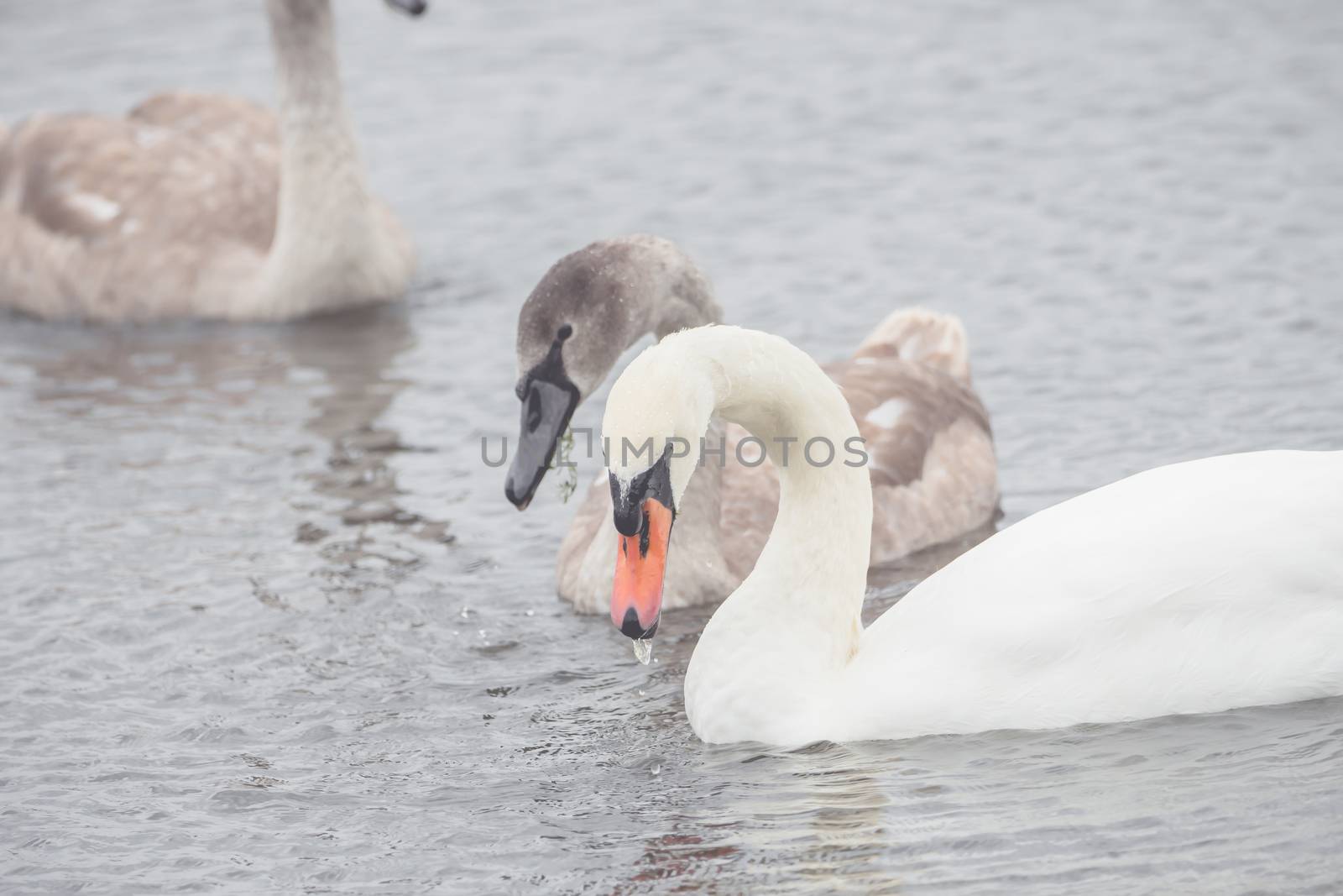Beautiful swans swim outdoors on a lake by sandra_fotodesign