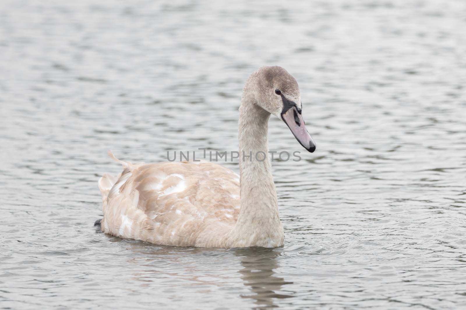 A beautiful swan is swimming on a lake