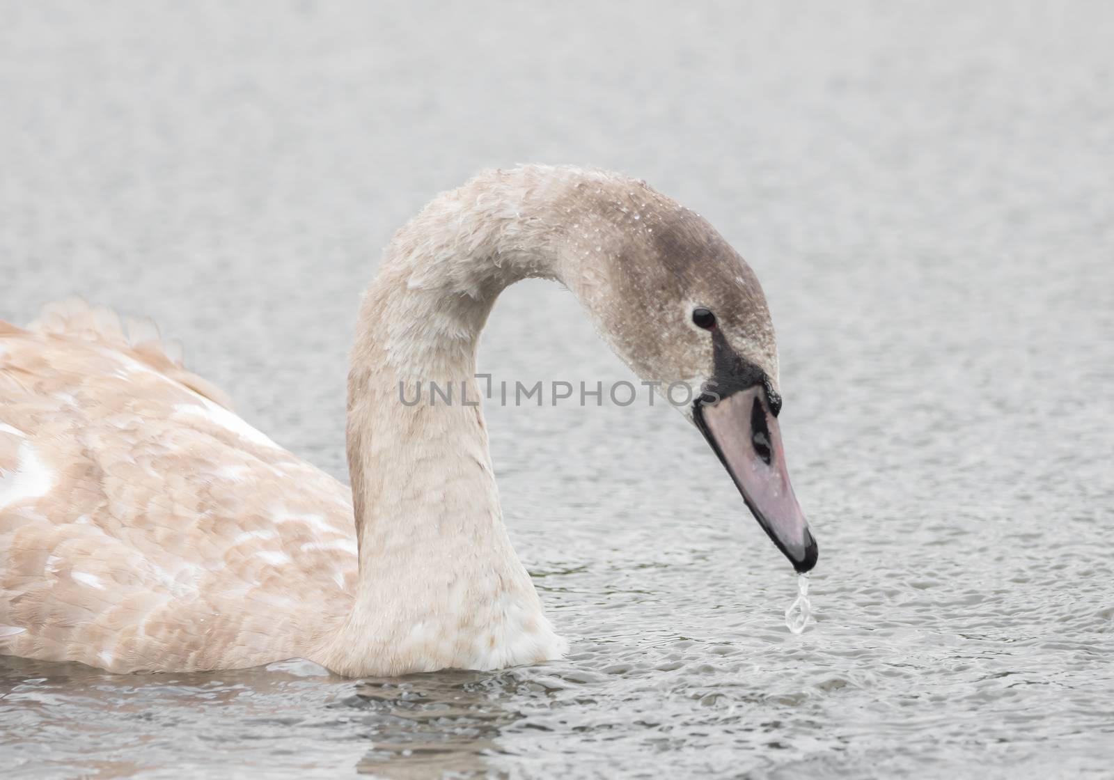 A beautiful swan is swimming on a lake by sandra_fotodesign