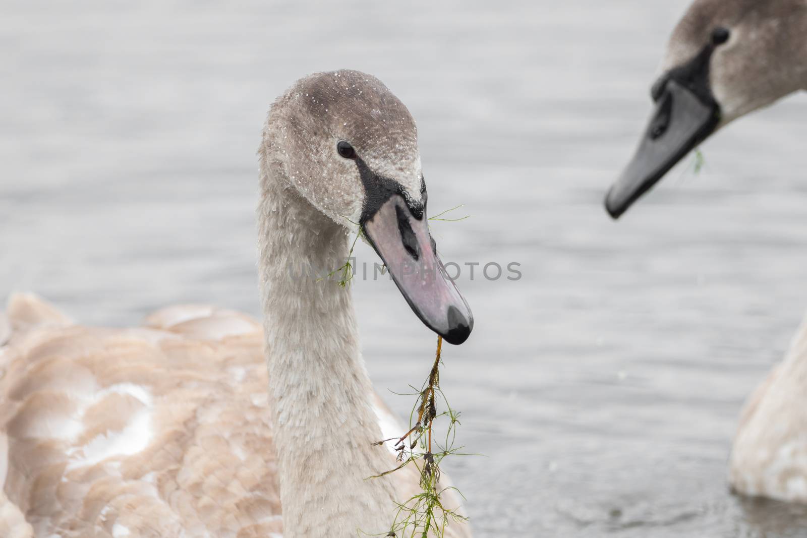 Beautiful swans swim outdoors on a lake by sandra_fotodesign