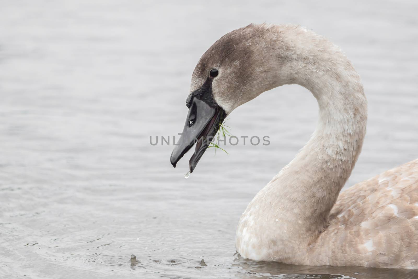 A beautiful swan is swimming on a lake by sandra_fotodesign