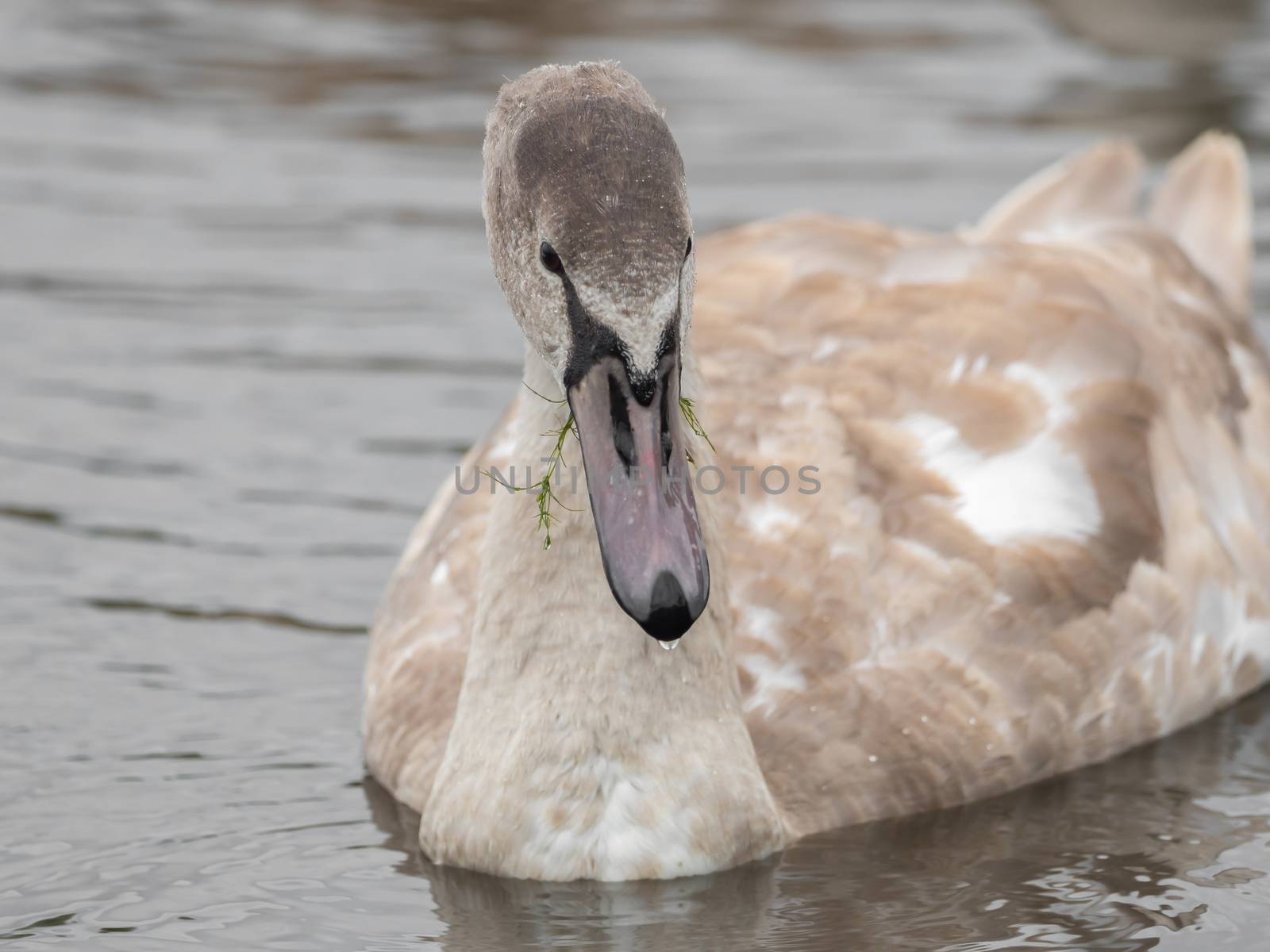 A beautiful swan is swimming on a lake by sandra_fotodesign