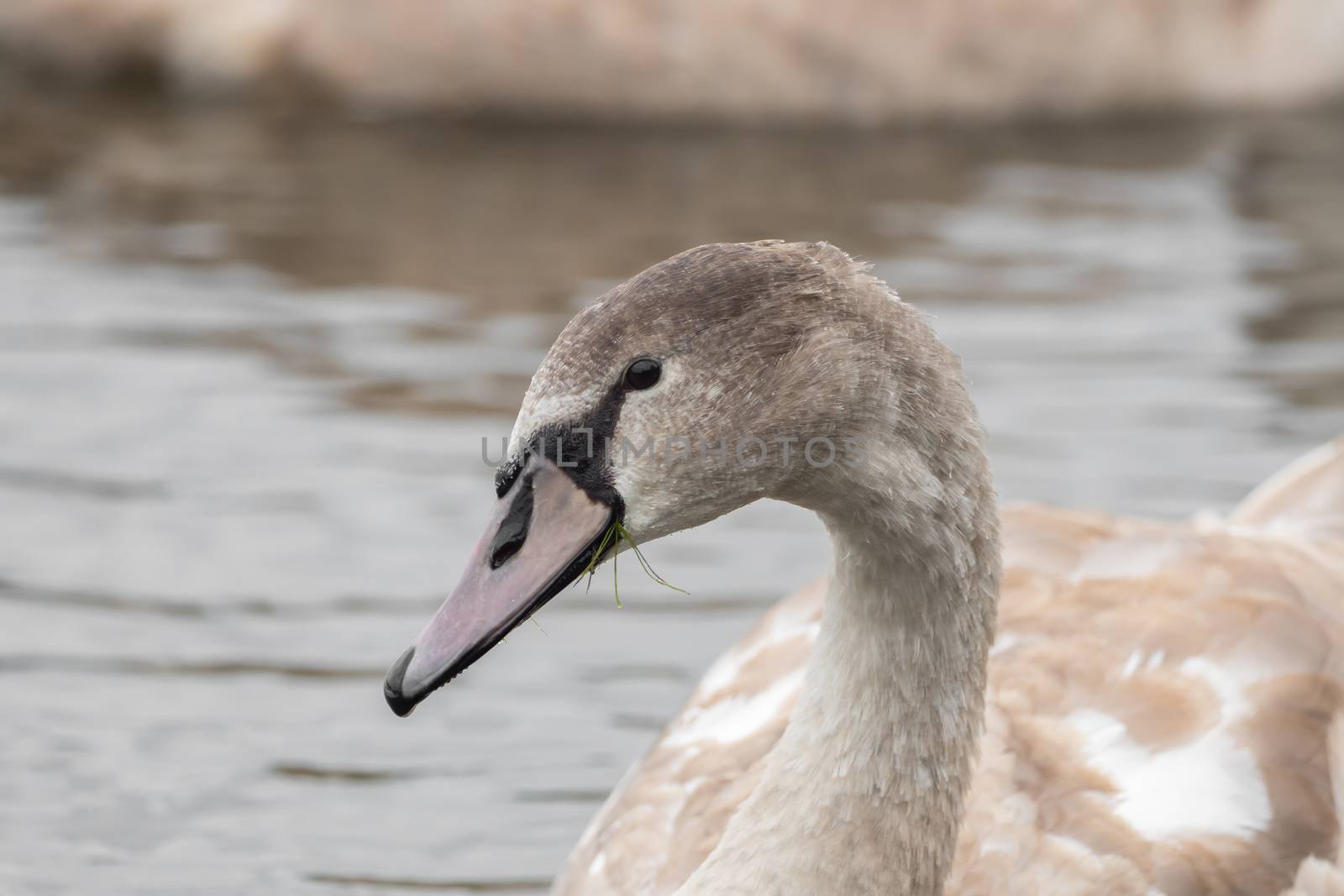 A beautiful swan is swimming on a lake by sandra_fotodesign