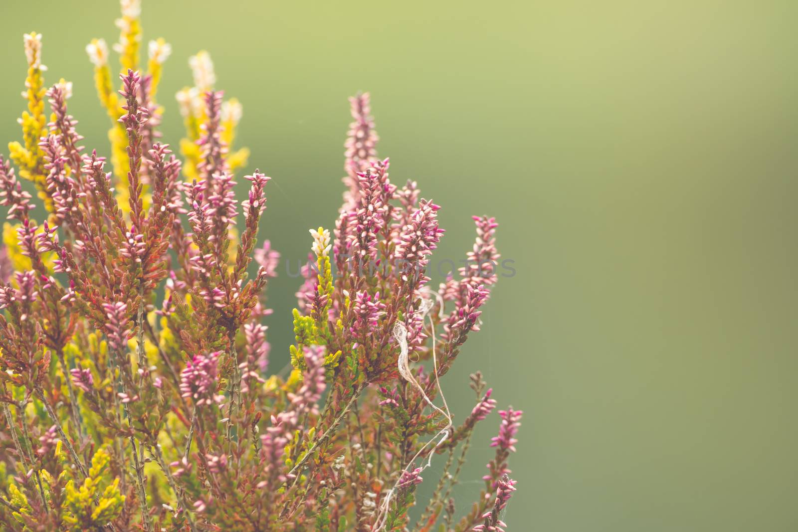 Beautiful Lythraceae with soft bokeh by sandra_fotodesign