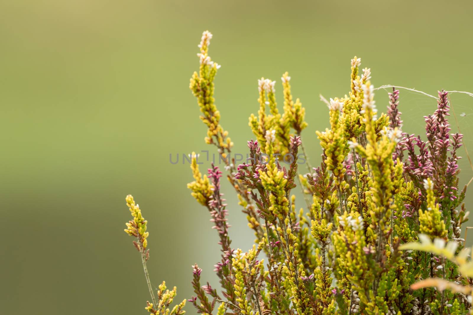 Beautiful Lythraceae with soft bokeh by sandra_fotodesign