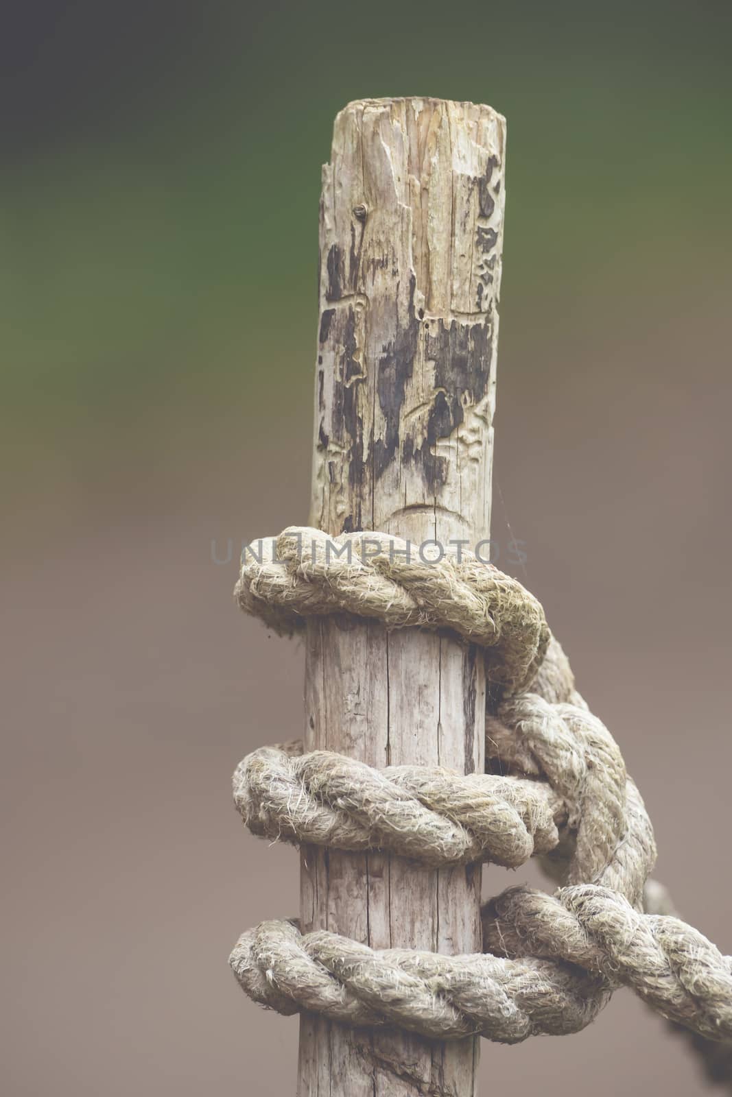 Knot from a rope on a wood
