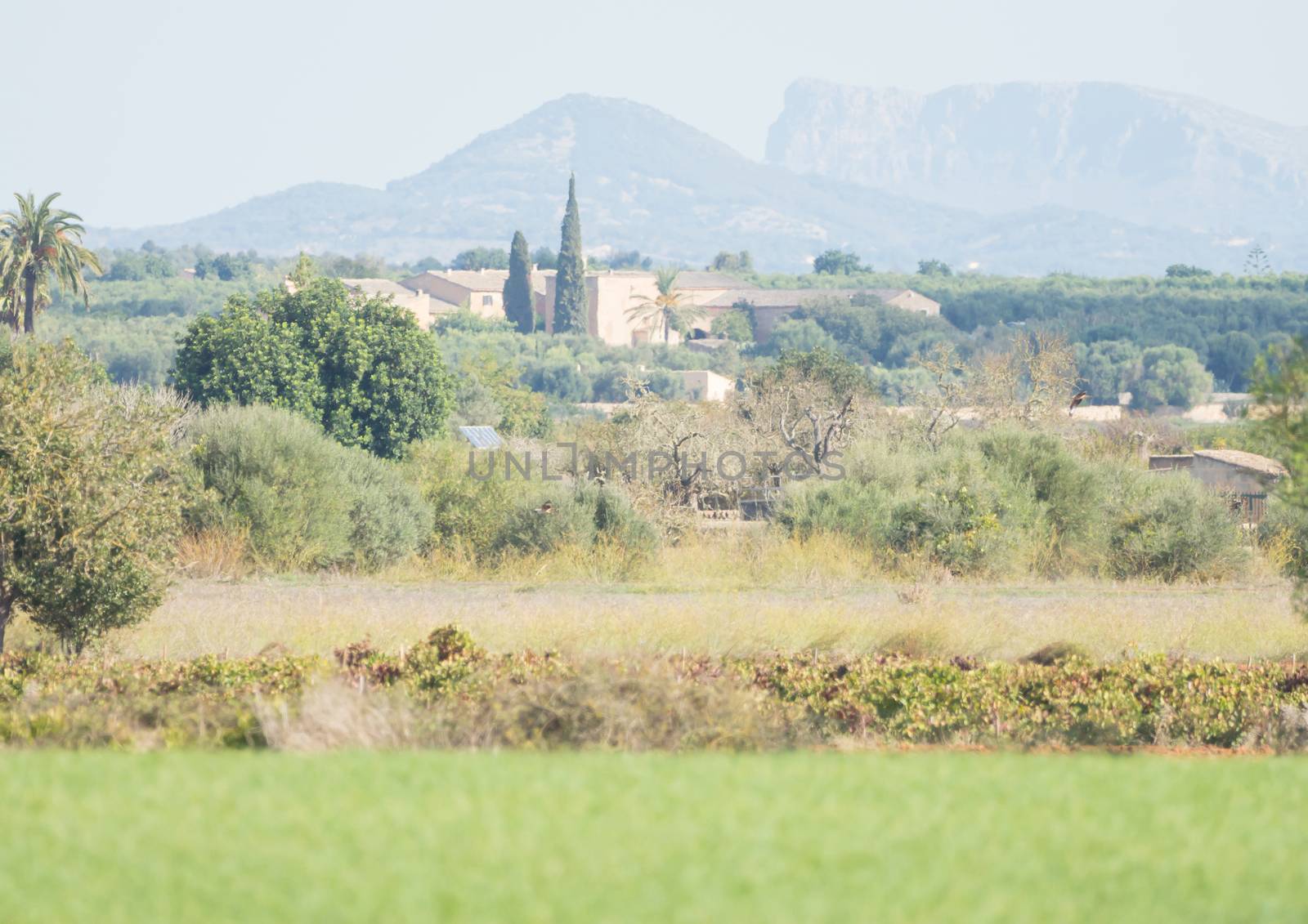 Peaceful landscape scene on Mallorca, Spain by sandra_fotodesign