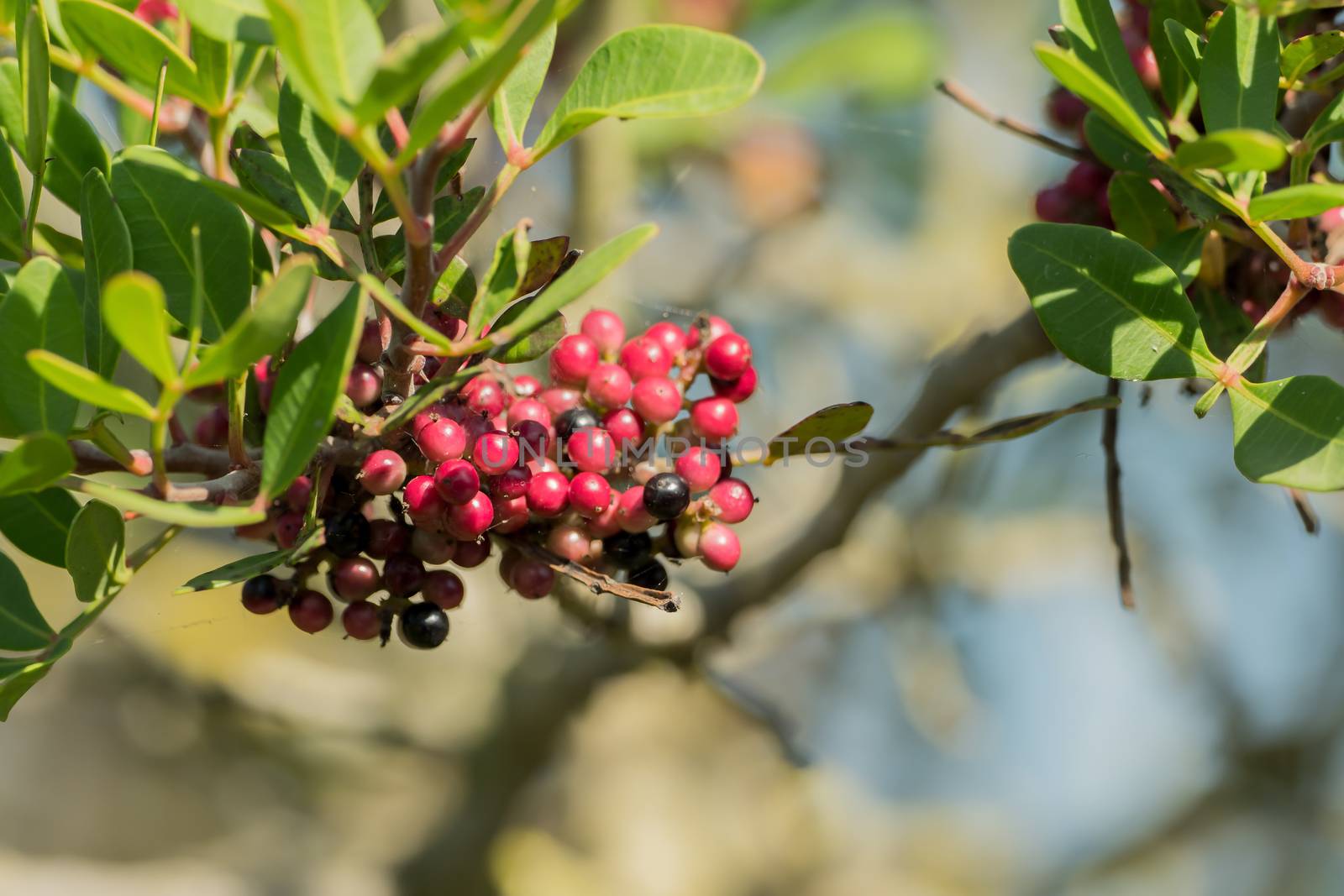 Wild berries on a tree, sun is shining by sandra_fotodesign