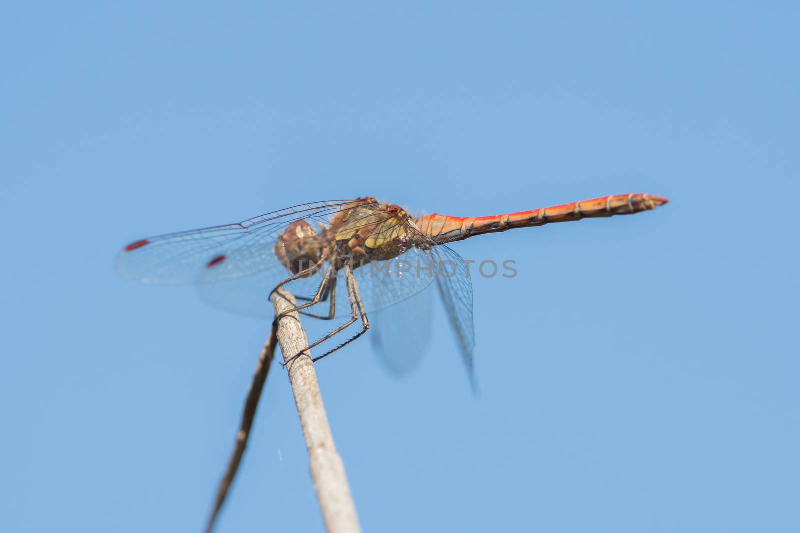 Dragonfly in the wild on a branch by sandra_fotodesign