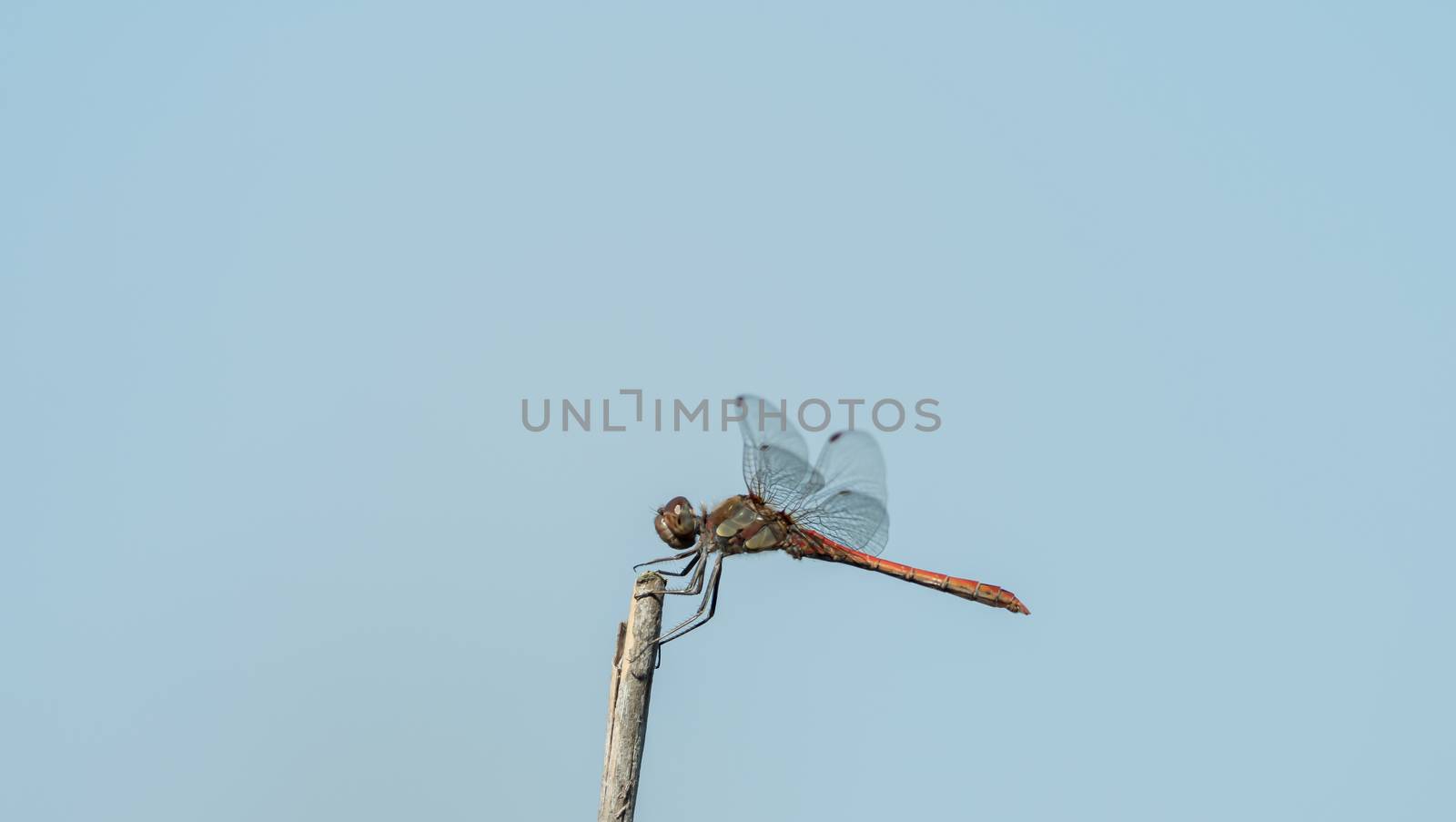 Dragonfly in the wild on a branch by sandra_fotodesign