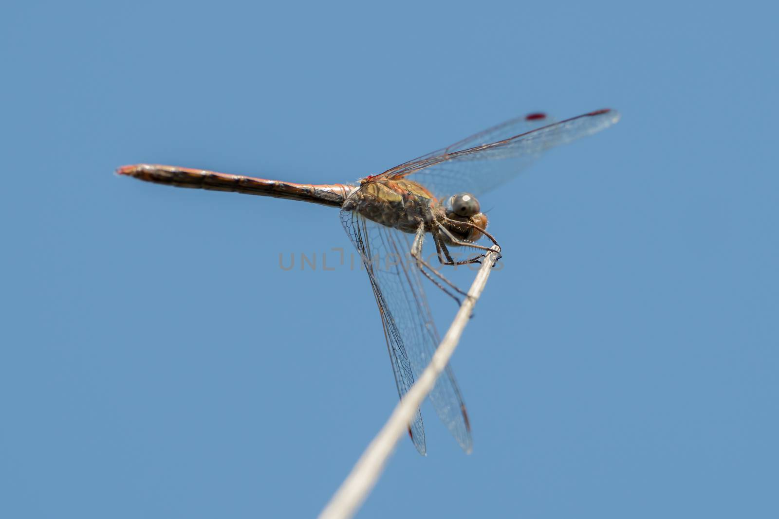 Dragonfly in the wild on a branch by sandra_fotodesign