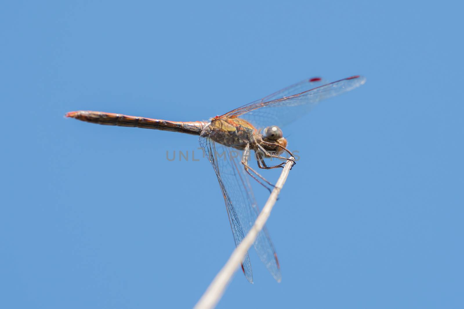 Dragonfly in the wild on a branch by sandra_fotodesign