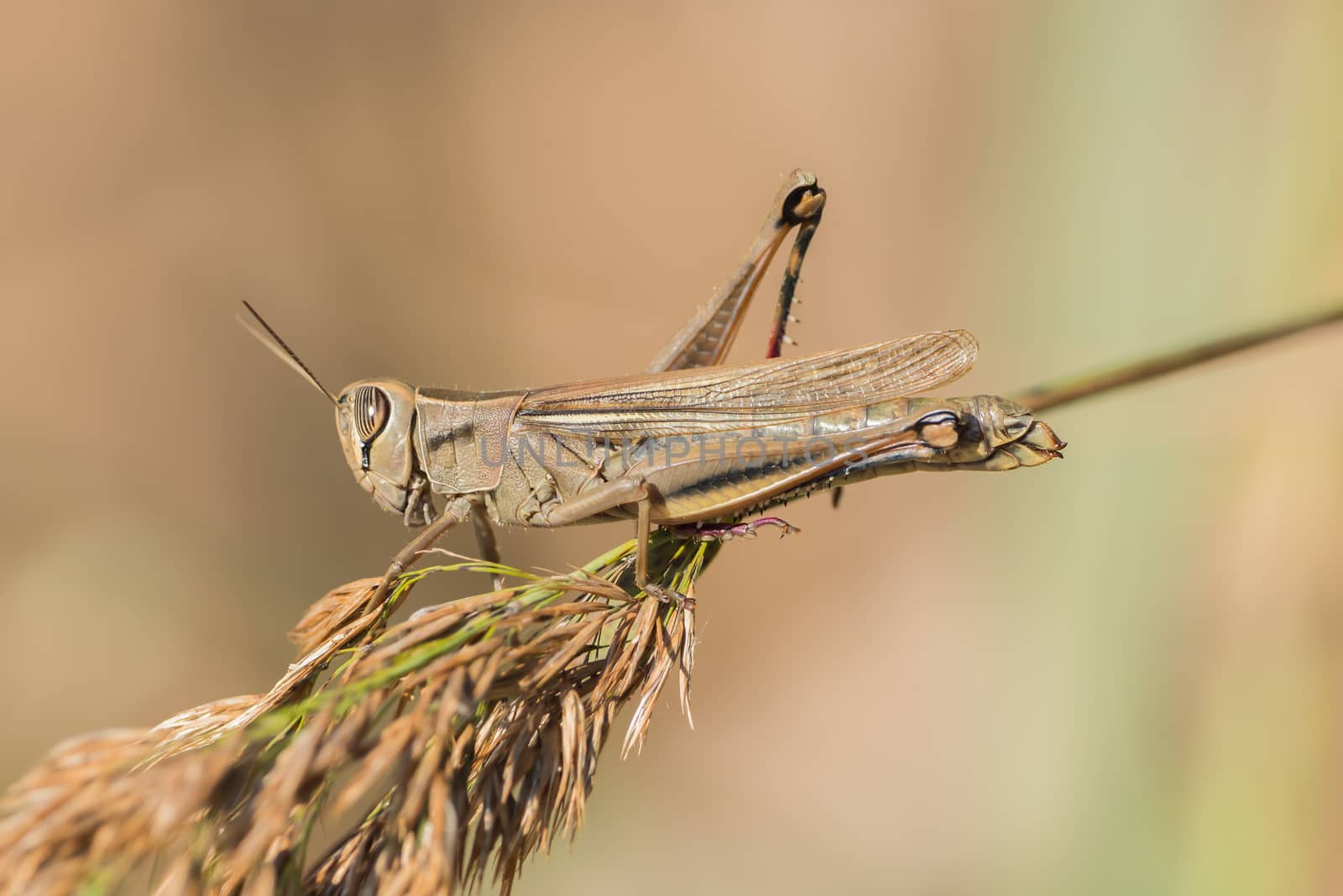 A grasshopper is sitting on a branch