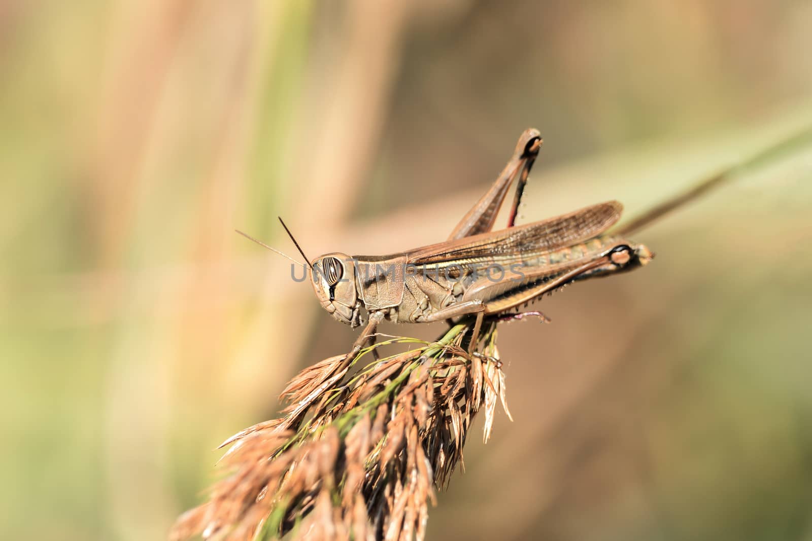A grasshopper is sitting on a branch