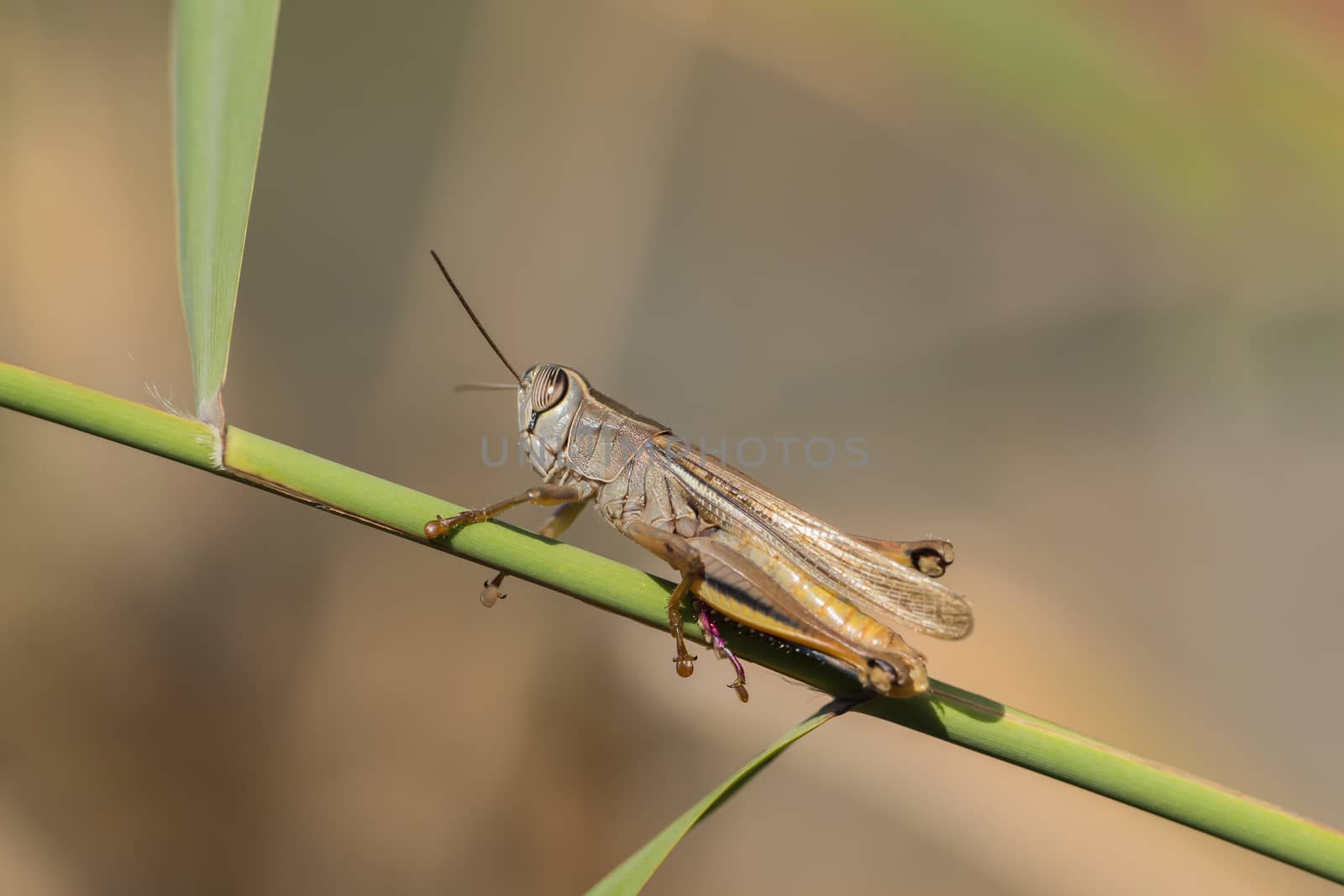 A grasshopper is sitting on a branch by sandra_fotodesign