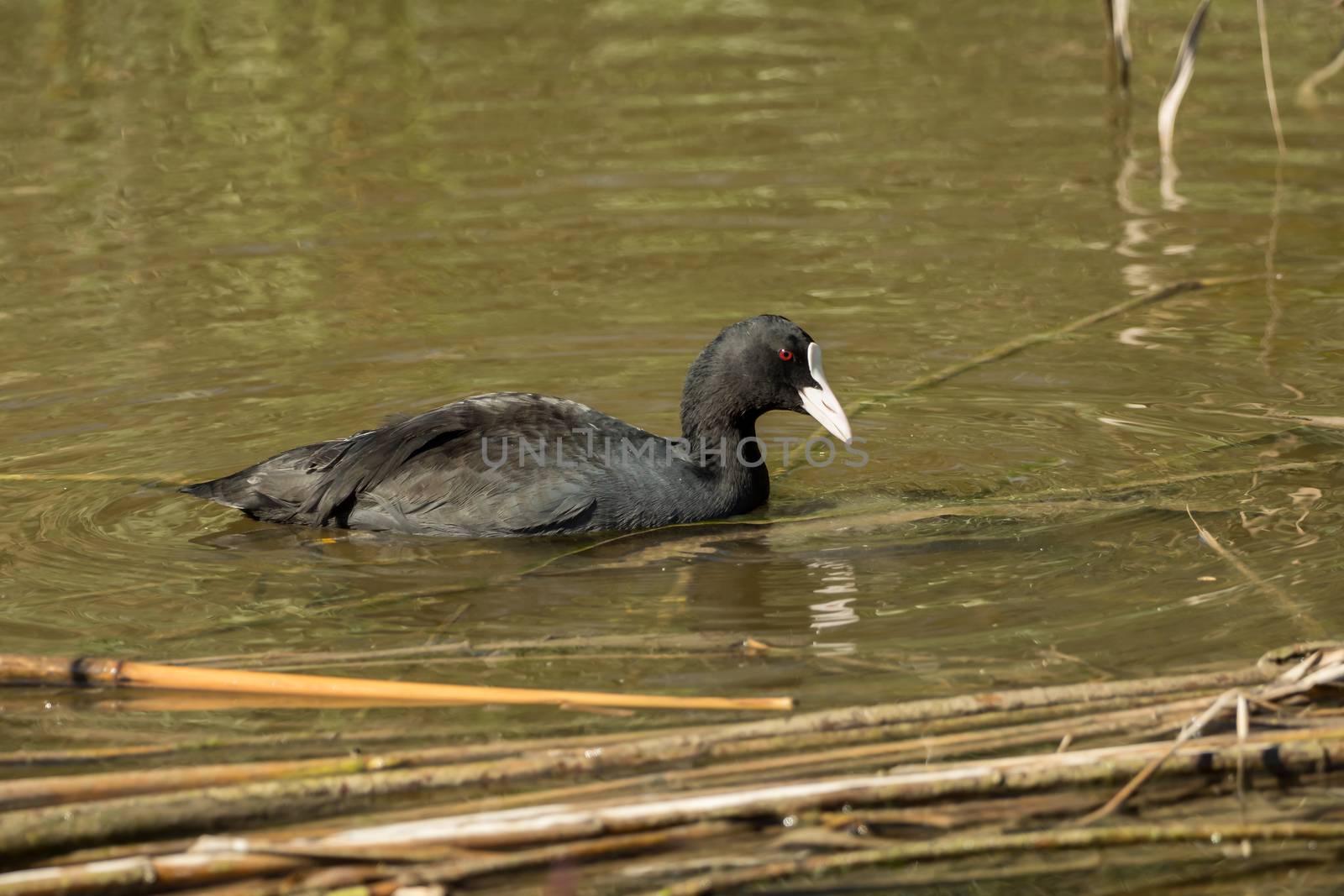 A water bird is swimming in the pond