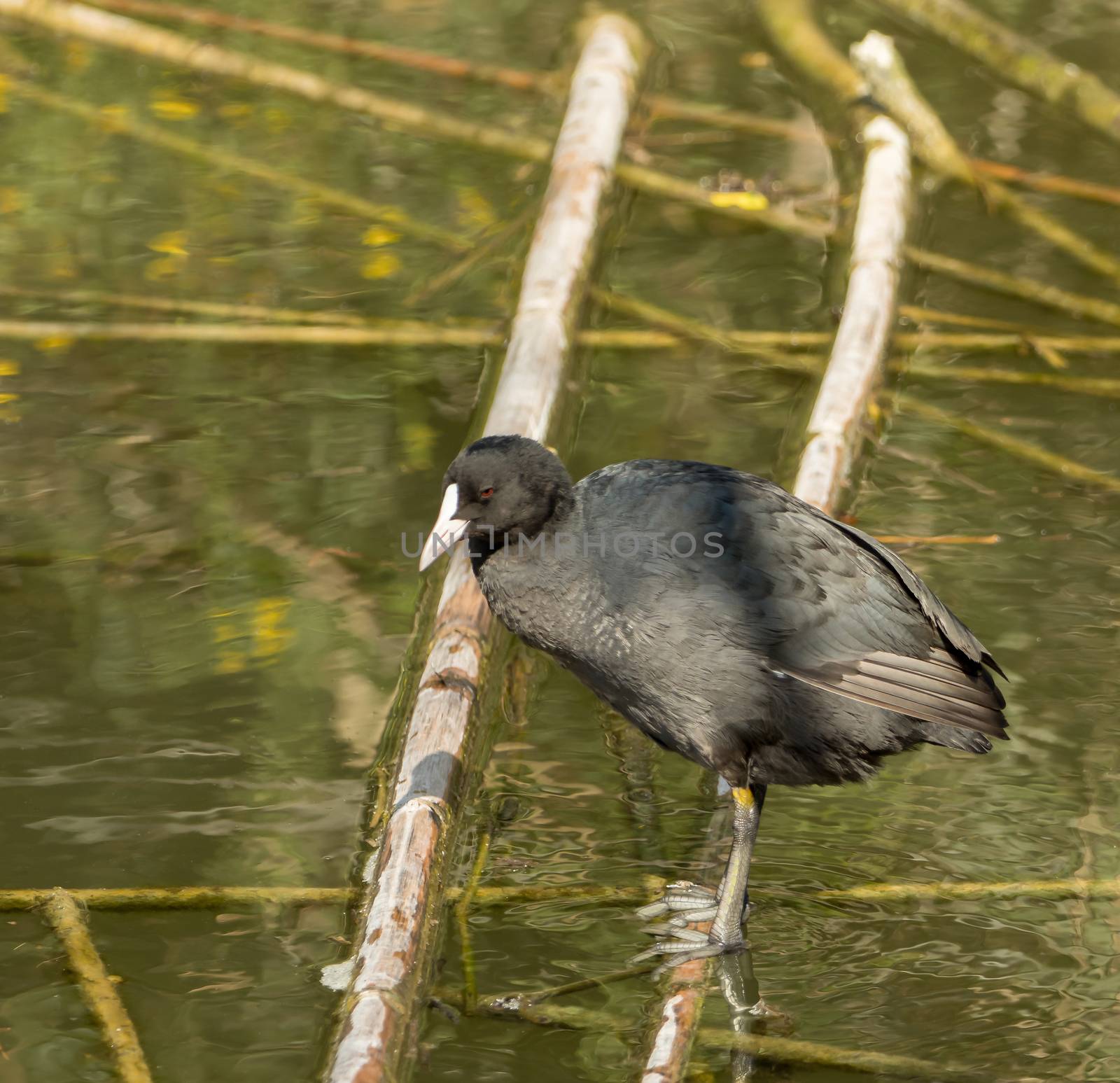 A water bird moves on branches on the water by sandra_fotodesign