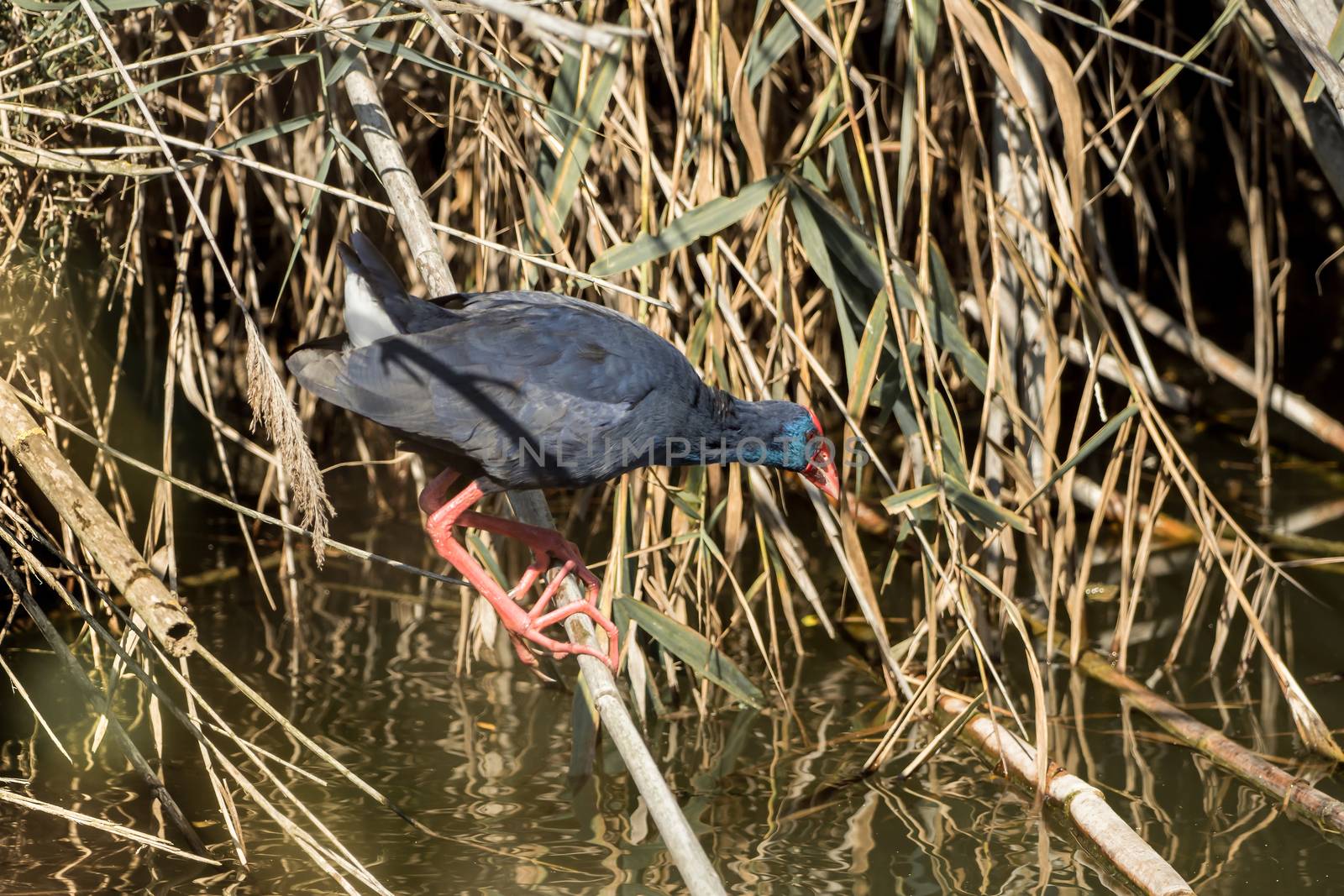 A water bird moves on branches on the water