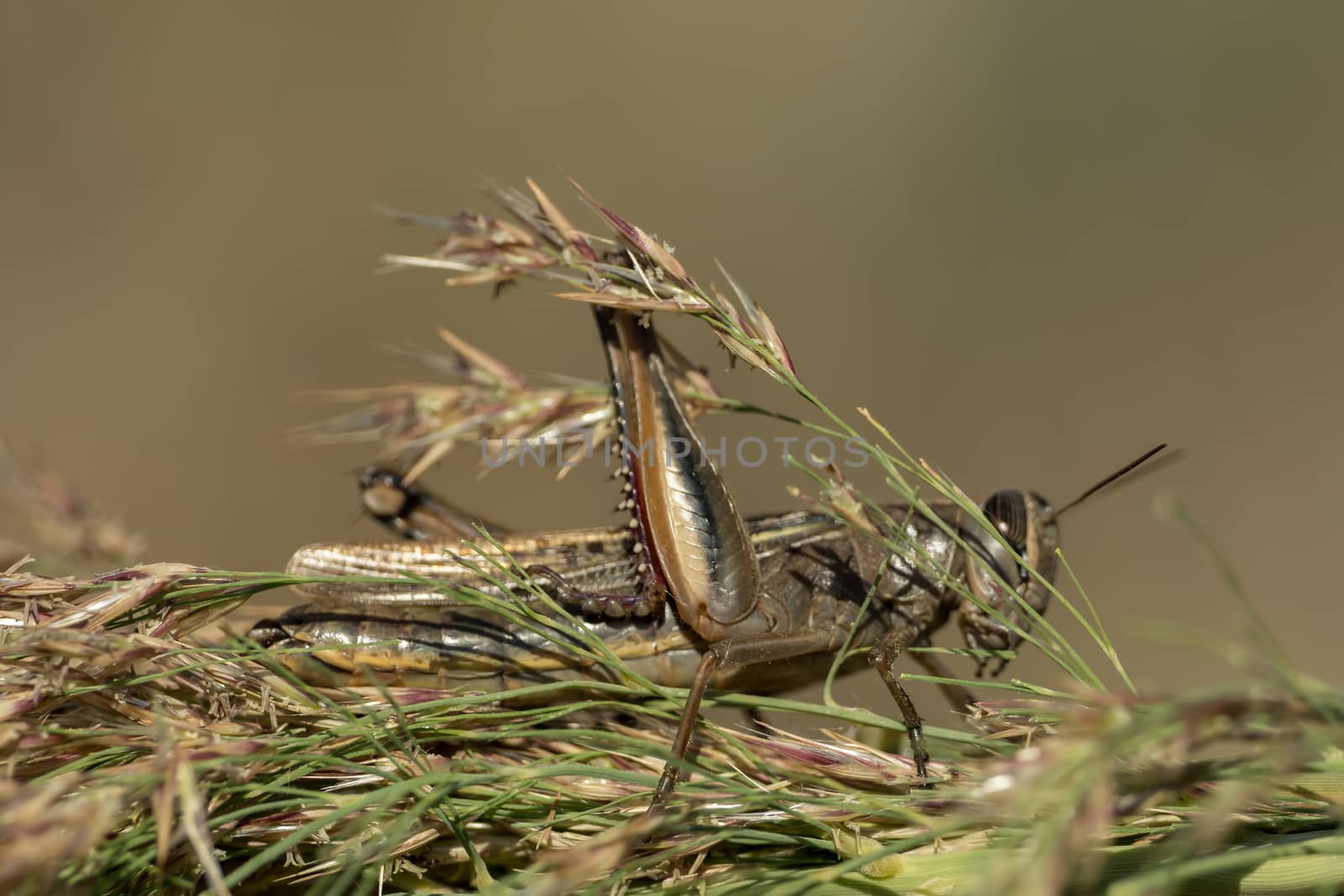 A grasshopper is sitting on a branch by sandra_fotodesign