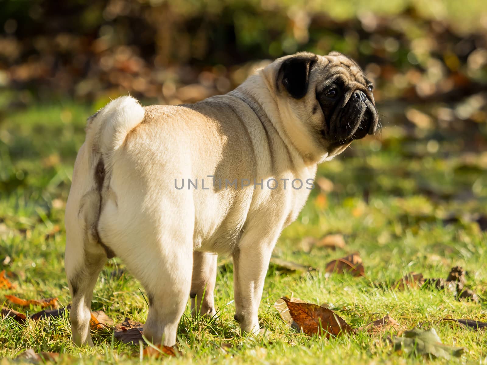 A beautiful pug stands in the meadow by sandra_fotodesign