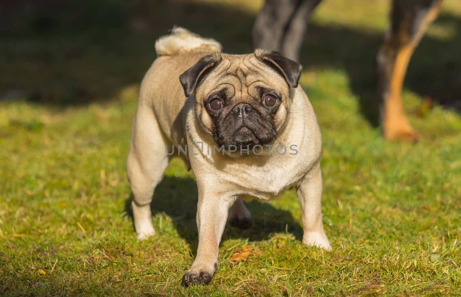 A beautiful pug stands in the meadow