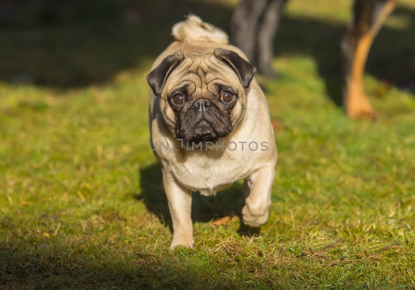 A beautiful pug stands in the meadow by sandra_fotodesign