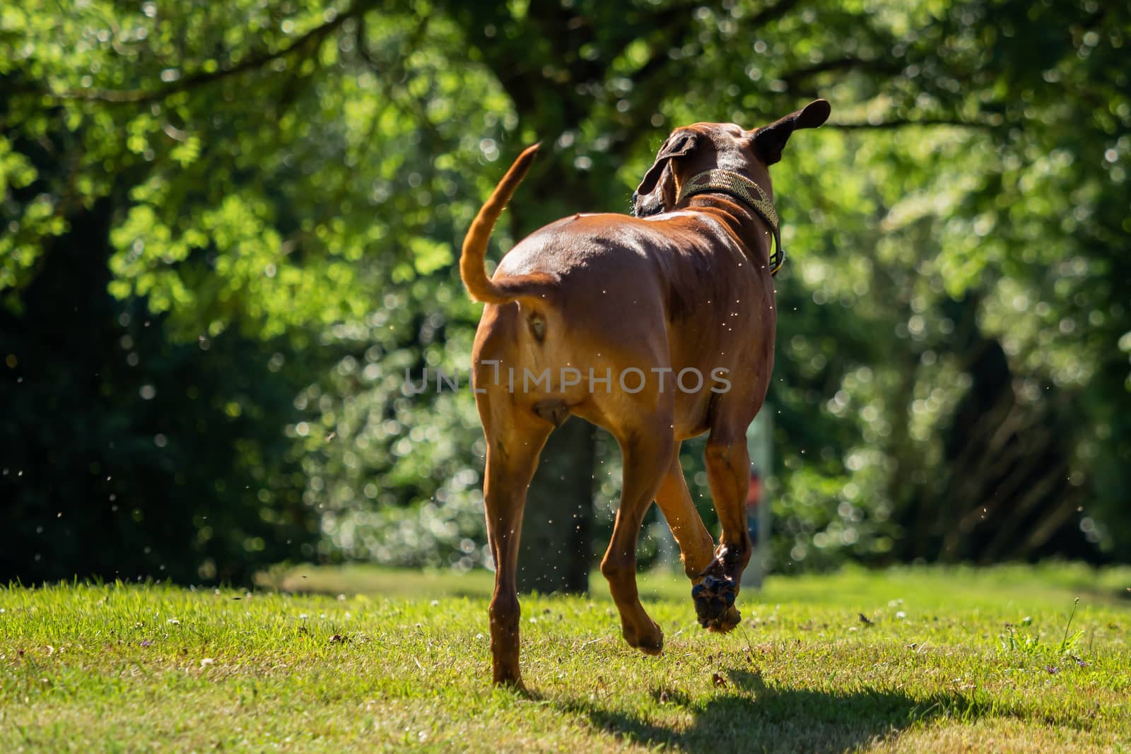 A beautiful Rhodesian Ridgeback runs on the green field