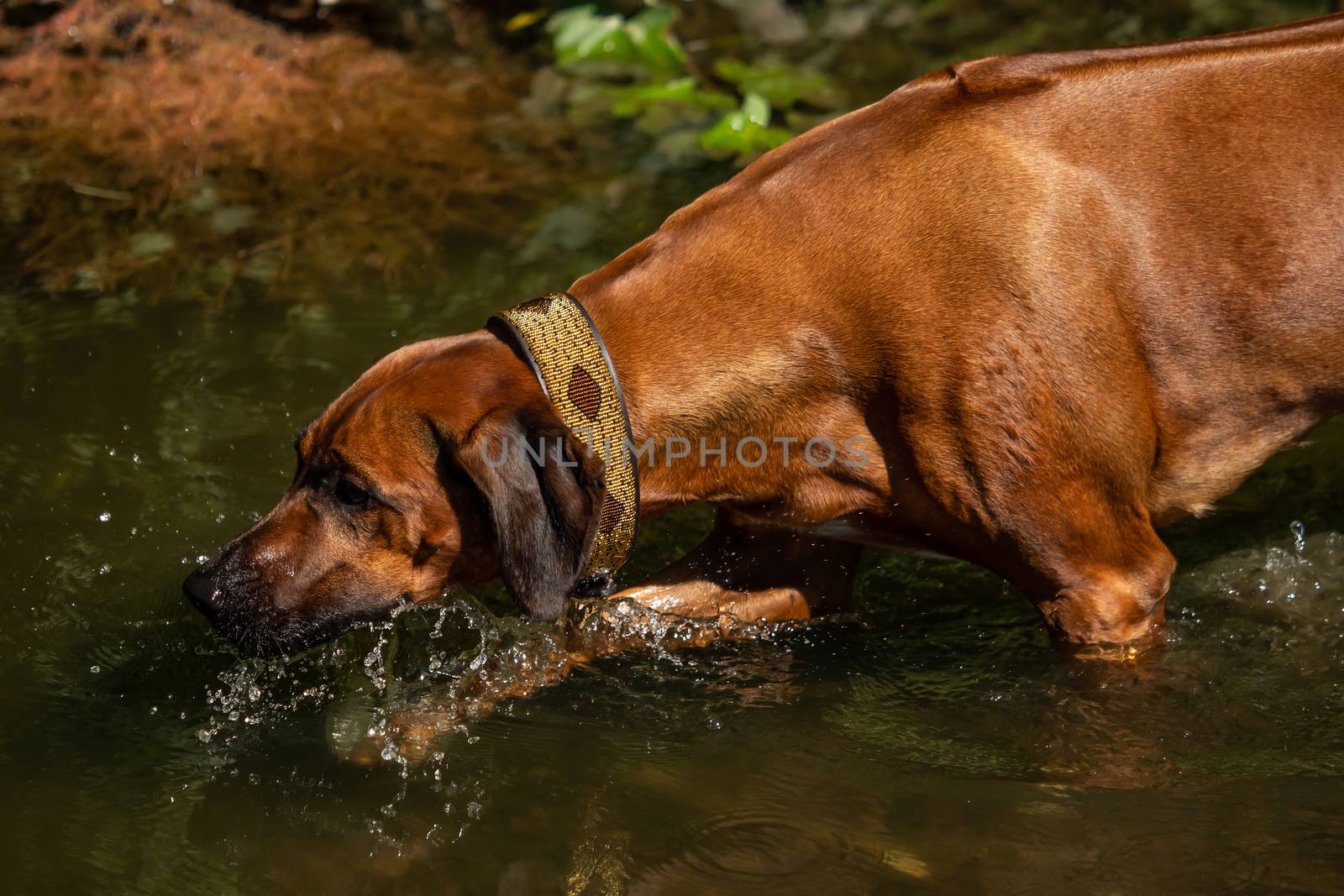 A beautiful Rhodesian Ridgeback out in the water by sandra_fotodesign