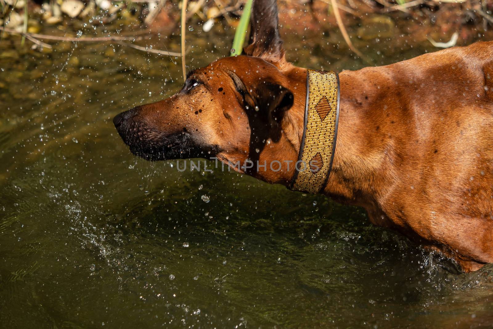 A beautiful Rhodesian Ridgeback out in the water by sandra_fotodesign