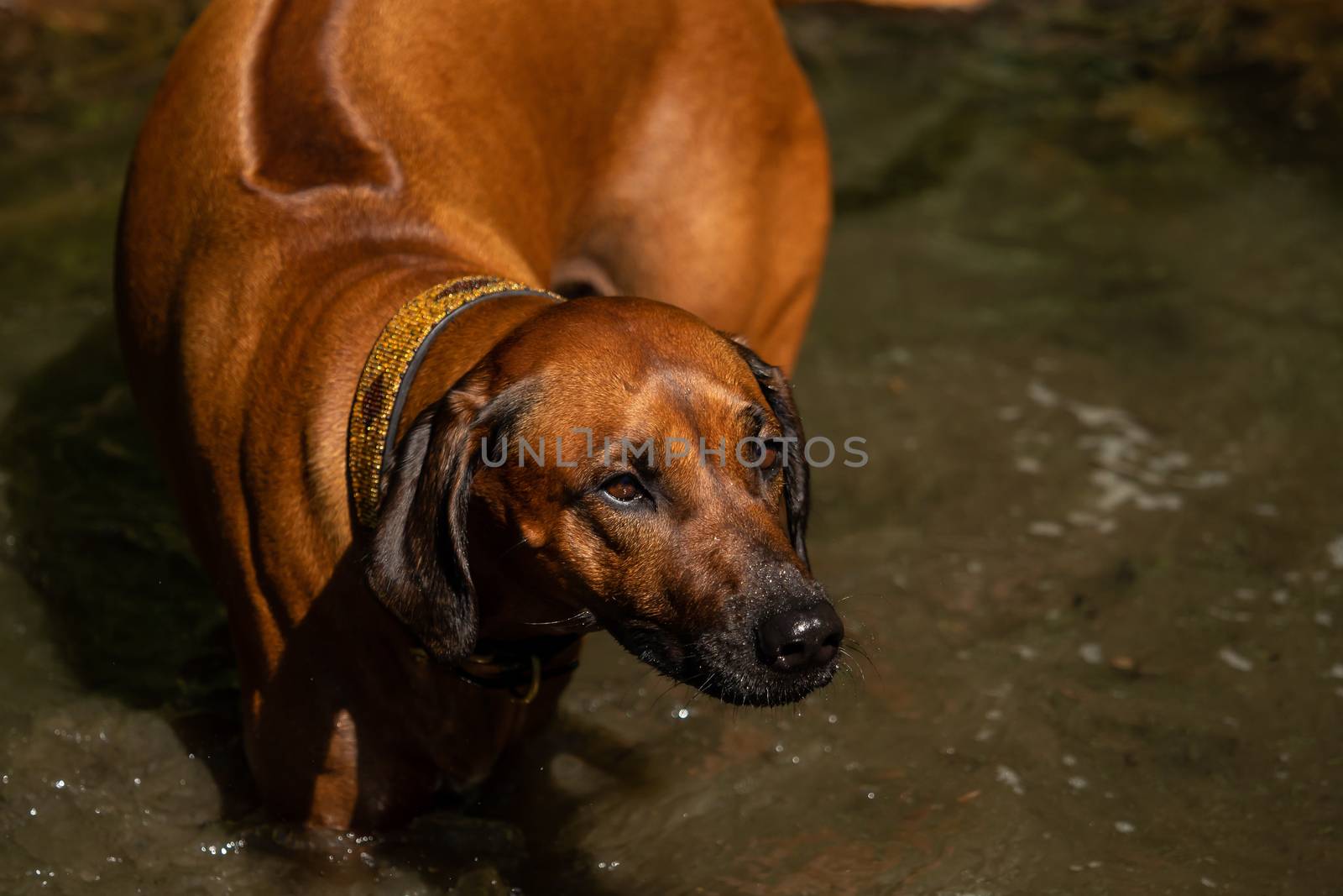 A beautiful Rhodesian Ridgeback out in the water by sandra_fotodesign