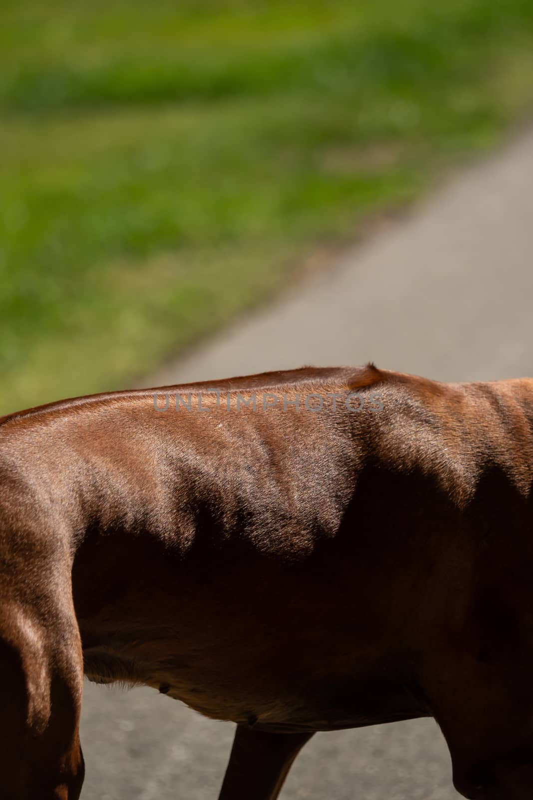 Close-up of the back of a beautiful Rhodesian Ridgeback by sandra_fotodesign