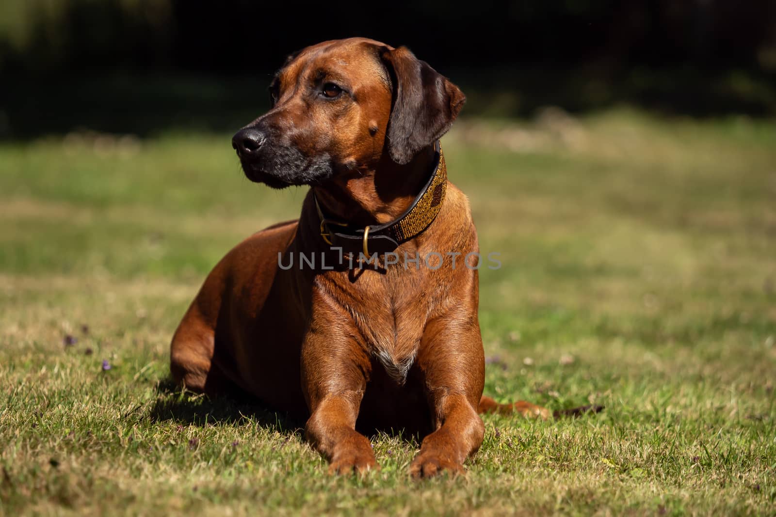 A beautiful Rhodesian Ridgeback lies in the green meadow by sandra_fotodesign